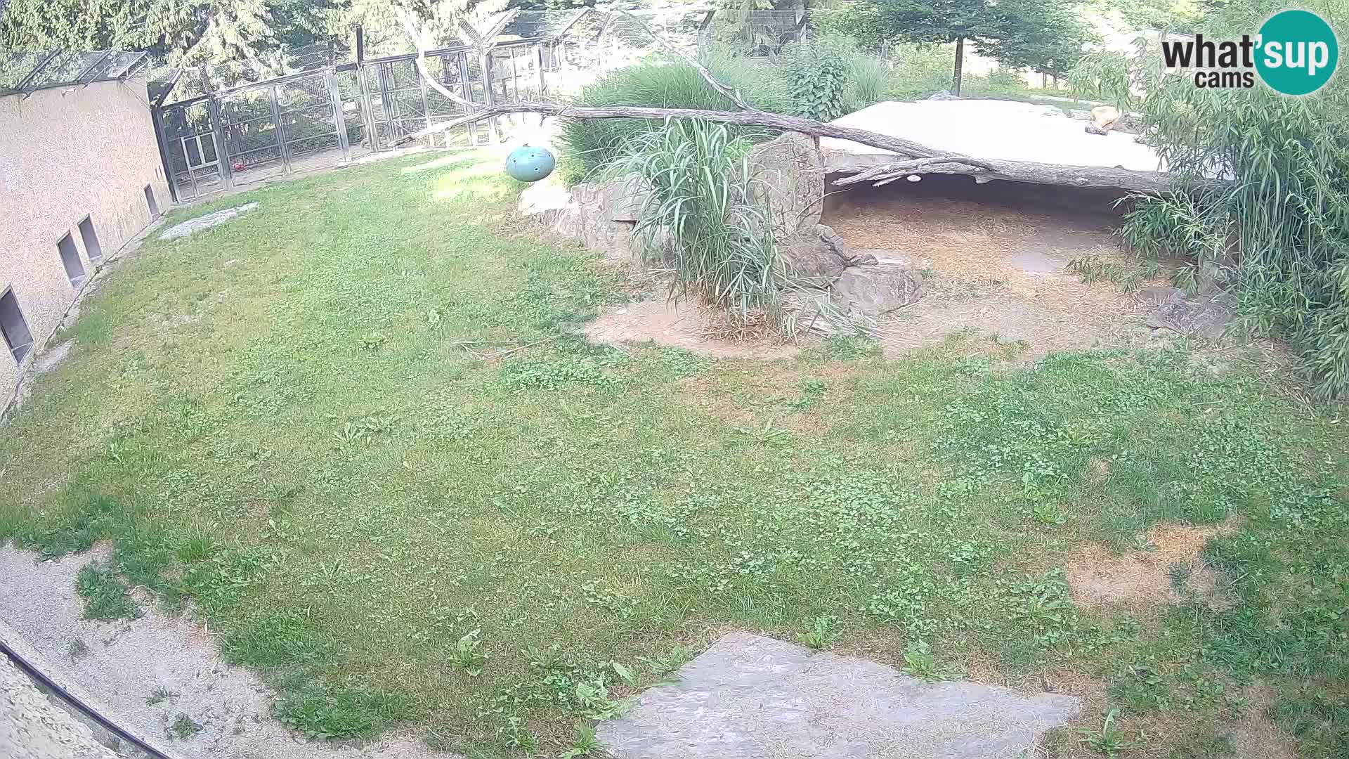 Lavovi web kamera uživo u ljubljanskom zoološkom vrtu – Slovenija