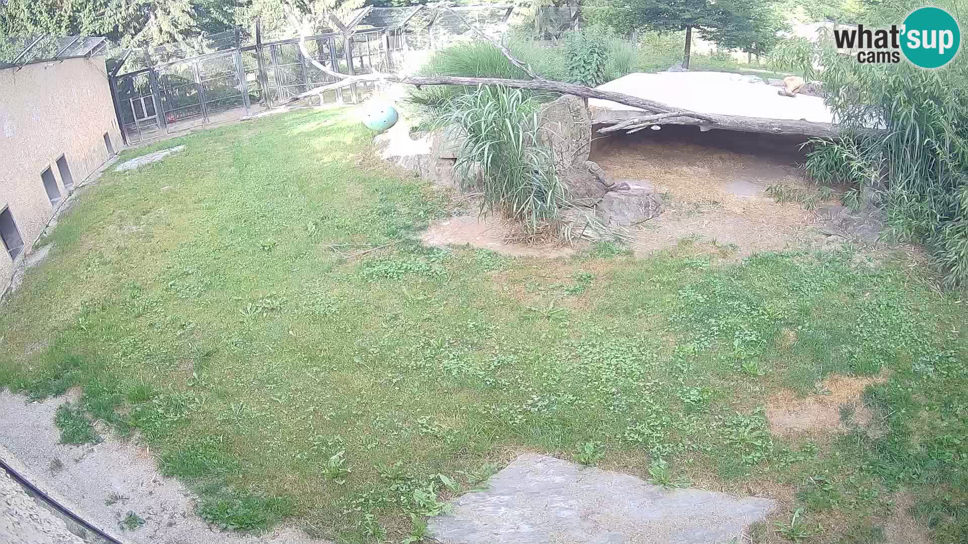 LEON Webcam en vivo en Ljubljana Zoo – Eslovenia