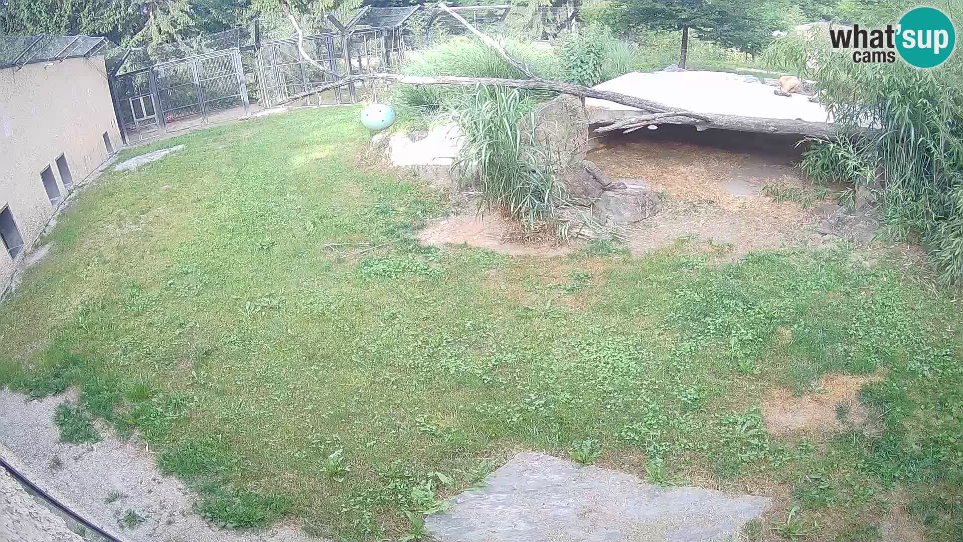 LEON Webcam en vivo en Ljubljana Zoo – Eslovenia