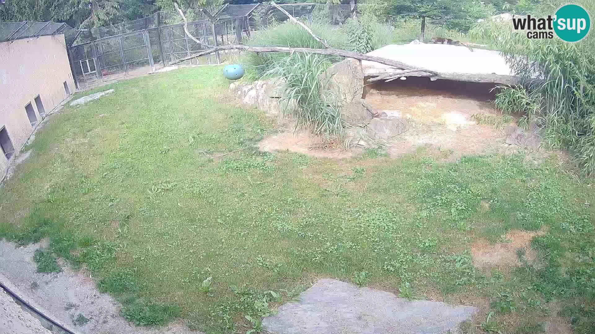 Lavovi web kamera uživo u ljubljanskom zoološkom vrtu – Slovenija