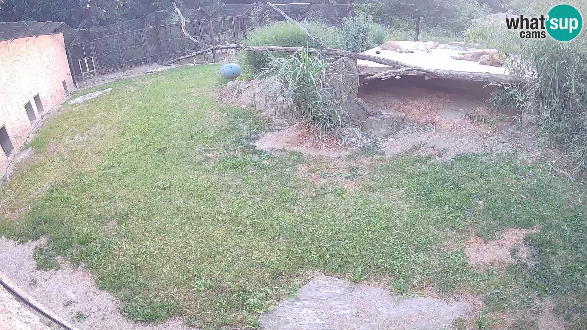 LION live Webcam in Ljubljana Zoo – Slovenia