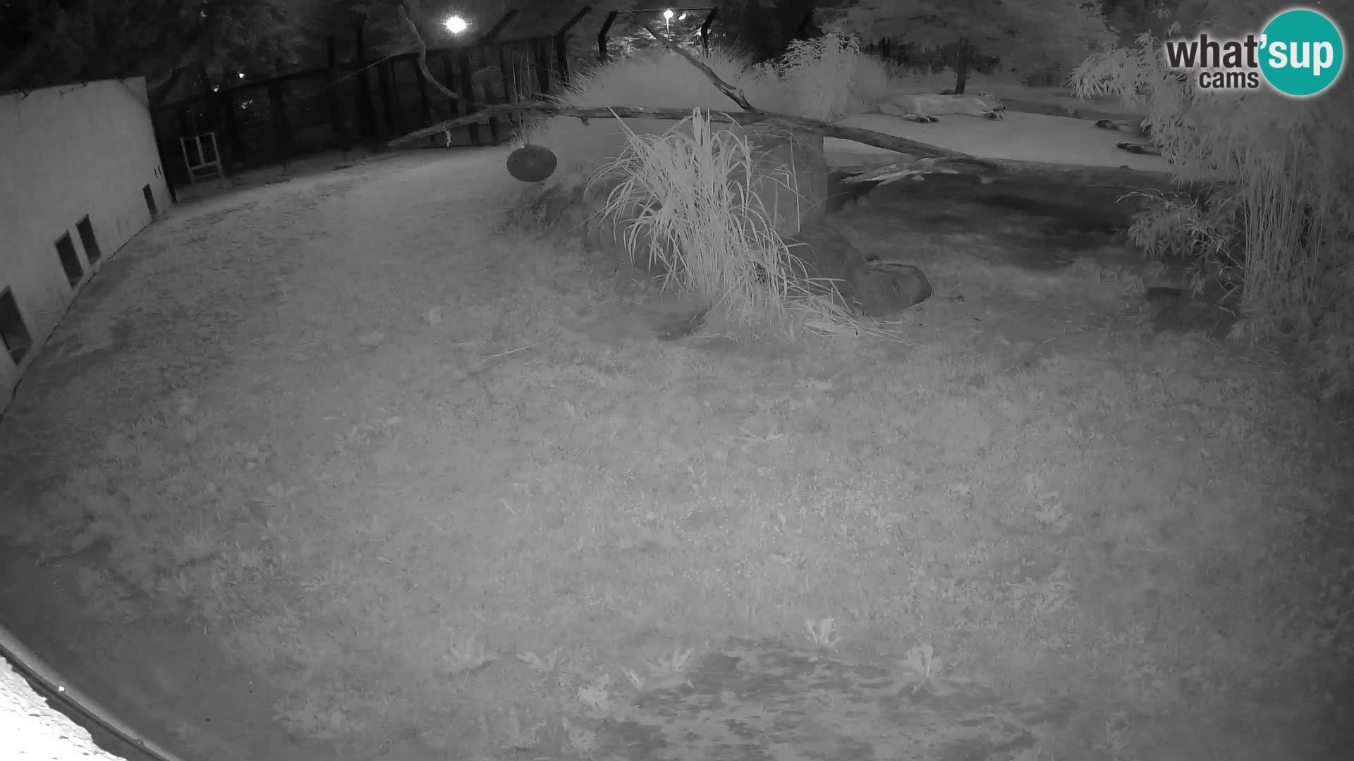LION live Webcam in Ljubljana Zoo – Slovenia