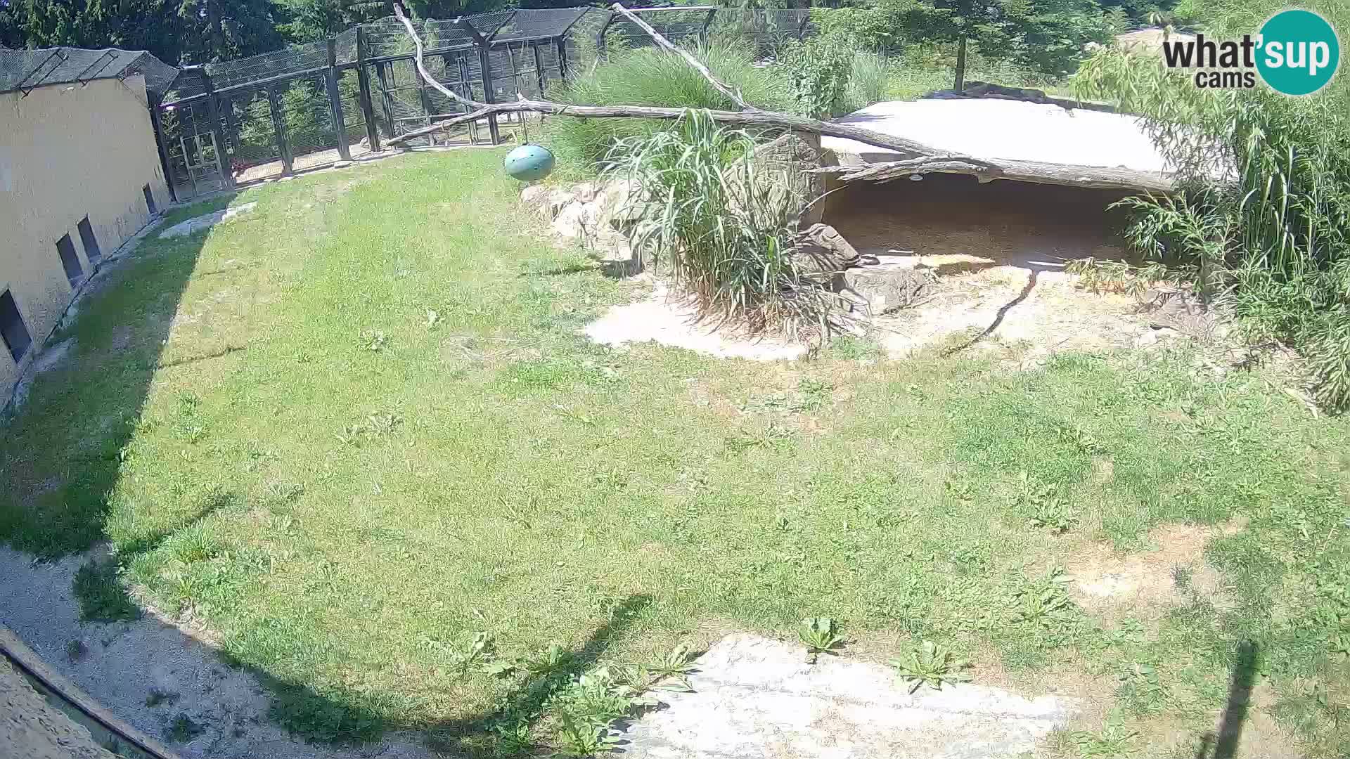 Lavovi web kamera uživo u ljubljanskom zoološkom vrtu – Slovenija