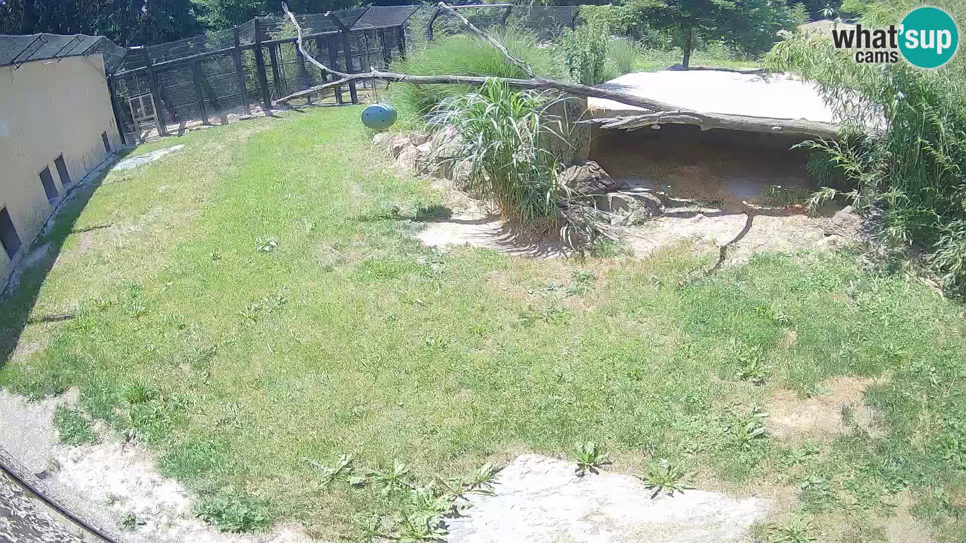 Lavovi web kamera uživo u ljubljanskom zoološkom vrtu – Slovenija