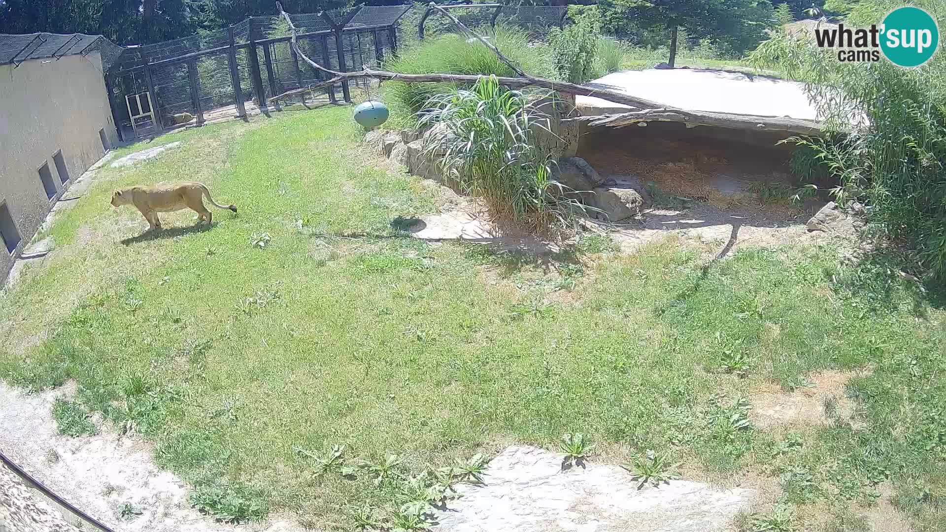 LEVI spletna kamera v živalskem vrtu Ljubljana Zoo