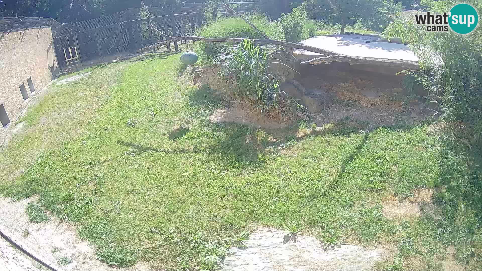 LEVI spletna kamera v živalskem vrtu Ljubljana Zoo
