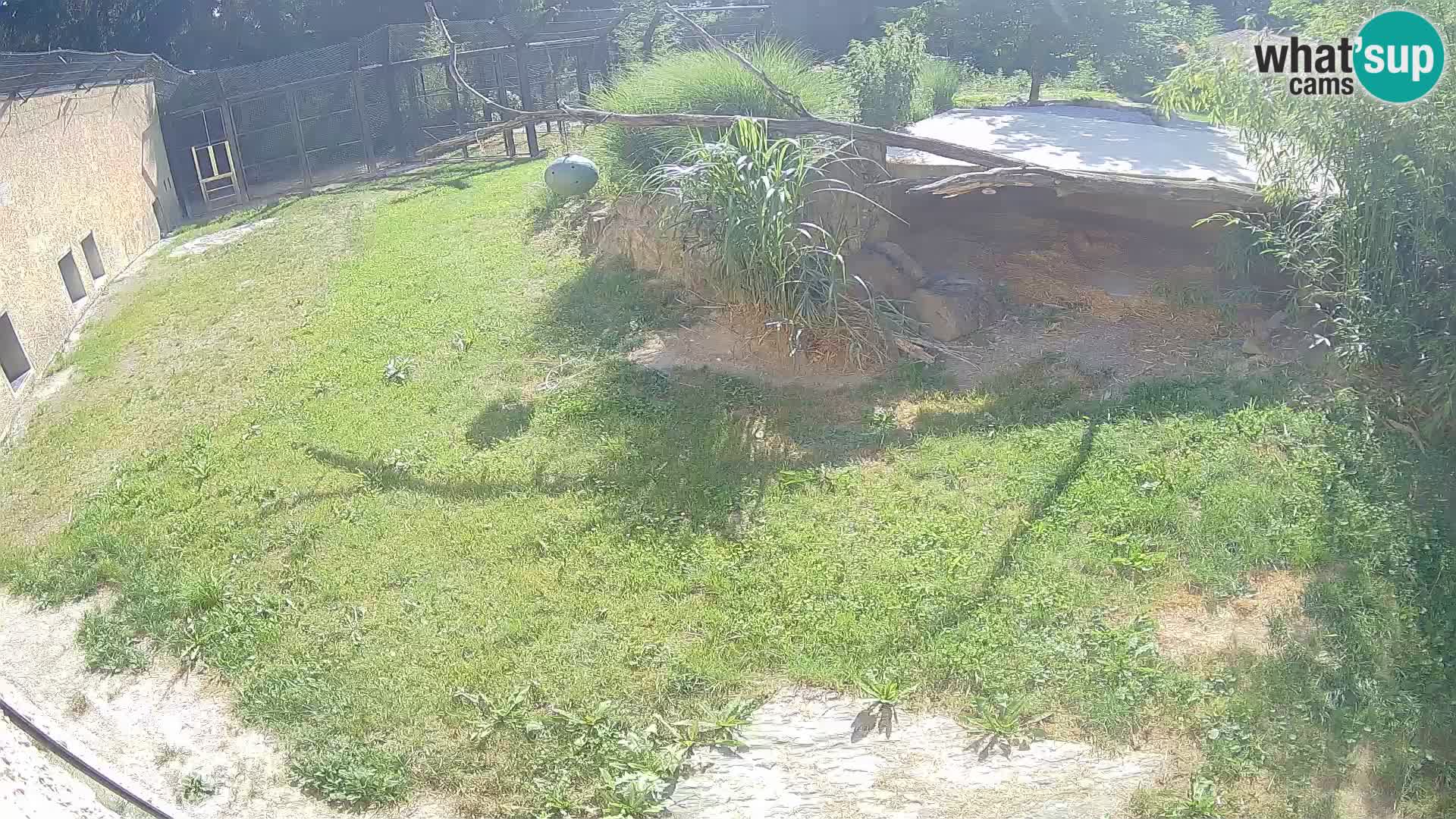 LION webcam en direct du zoo de Ljubljana – Slovénie