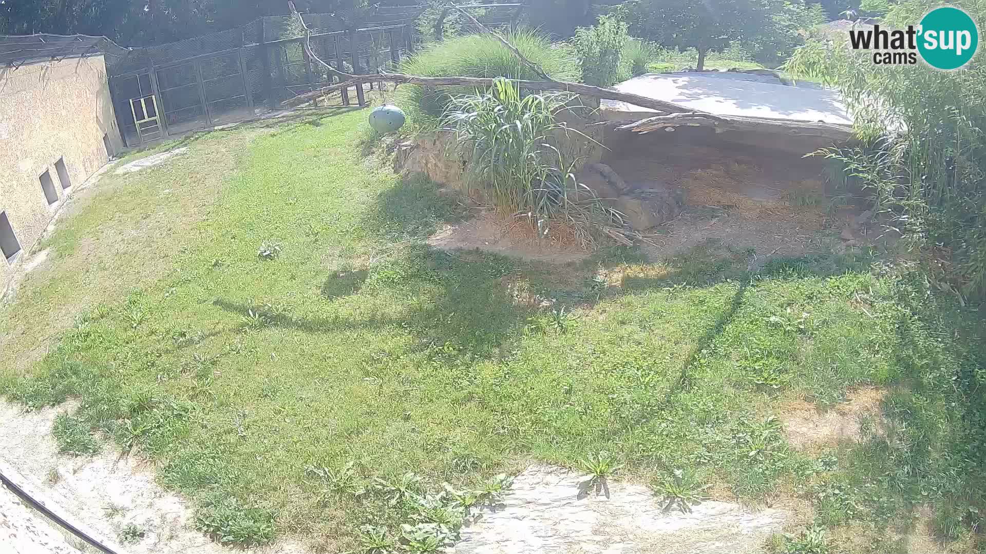 LION webcam en direct du zoo de Ljubljana – Slovénie