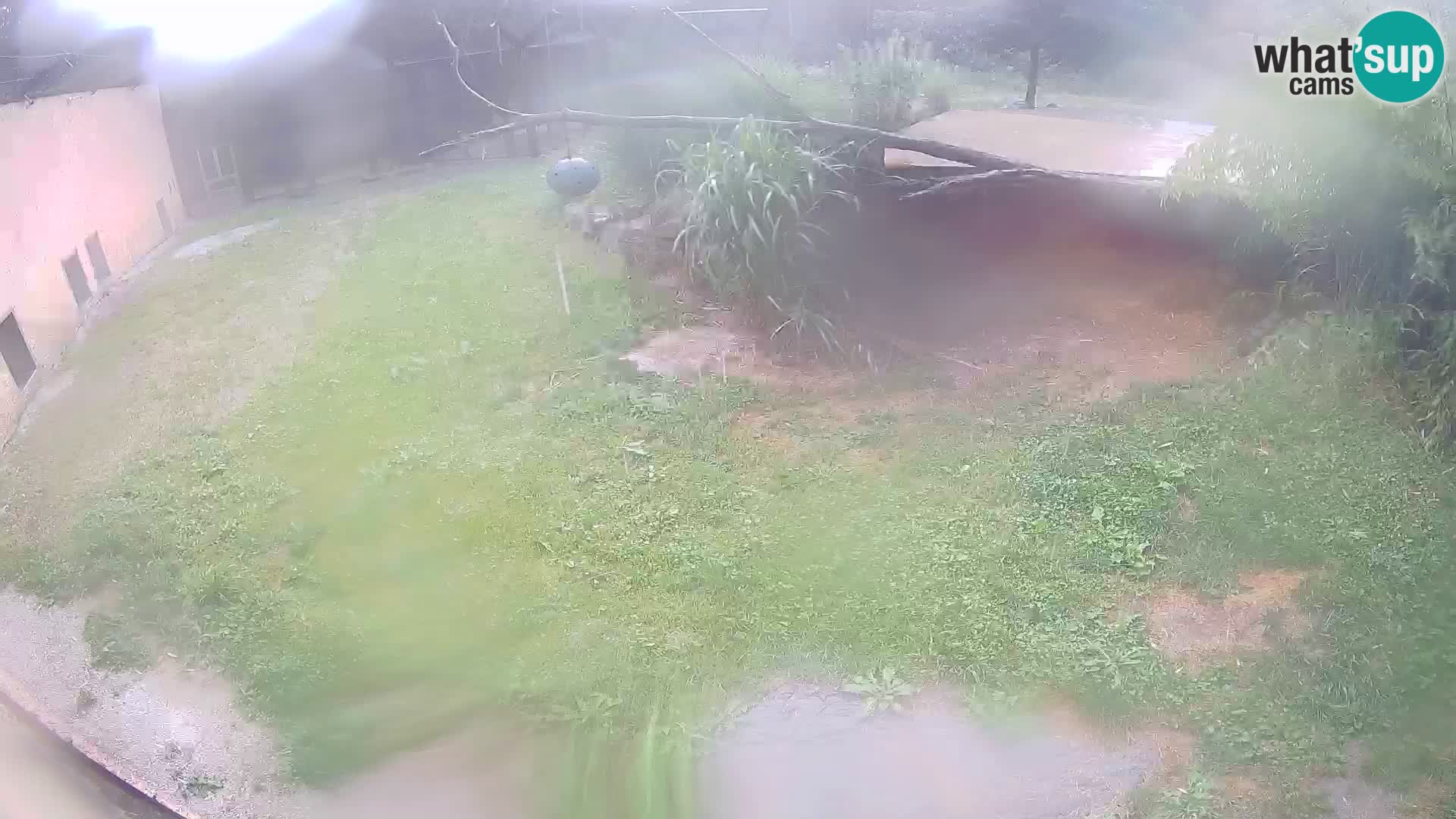 LION webcam en direct du zoo de Ljubljana – Slovénie