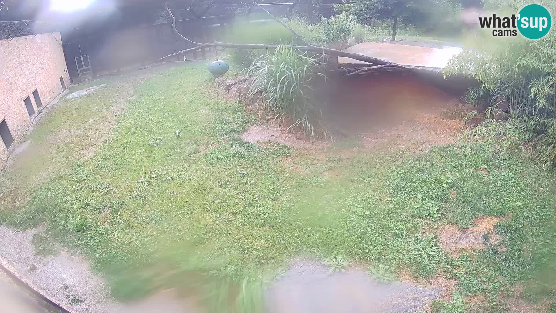 Löwe live Webcam im Zoo von Ljubljana – Slowenien