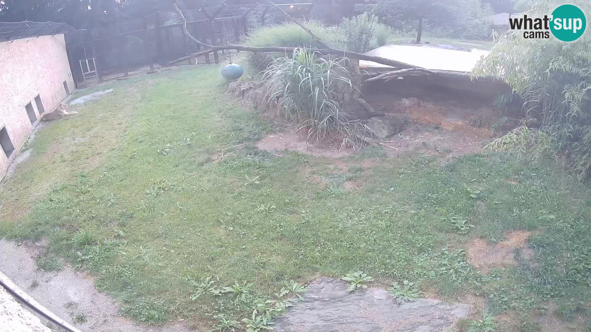 Löwe live Webcam im Zoo von Ljubljana – Slowenien