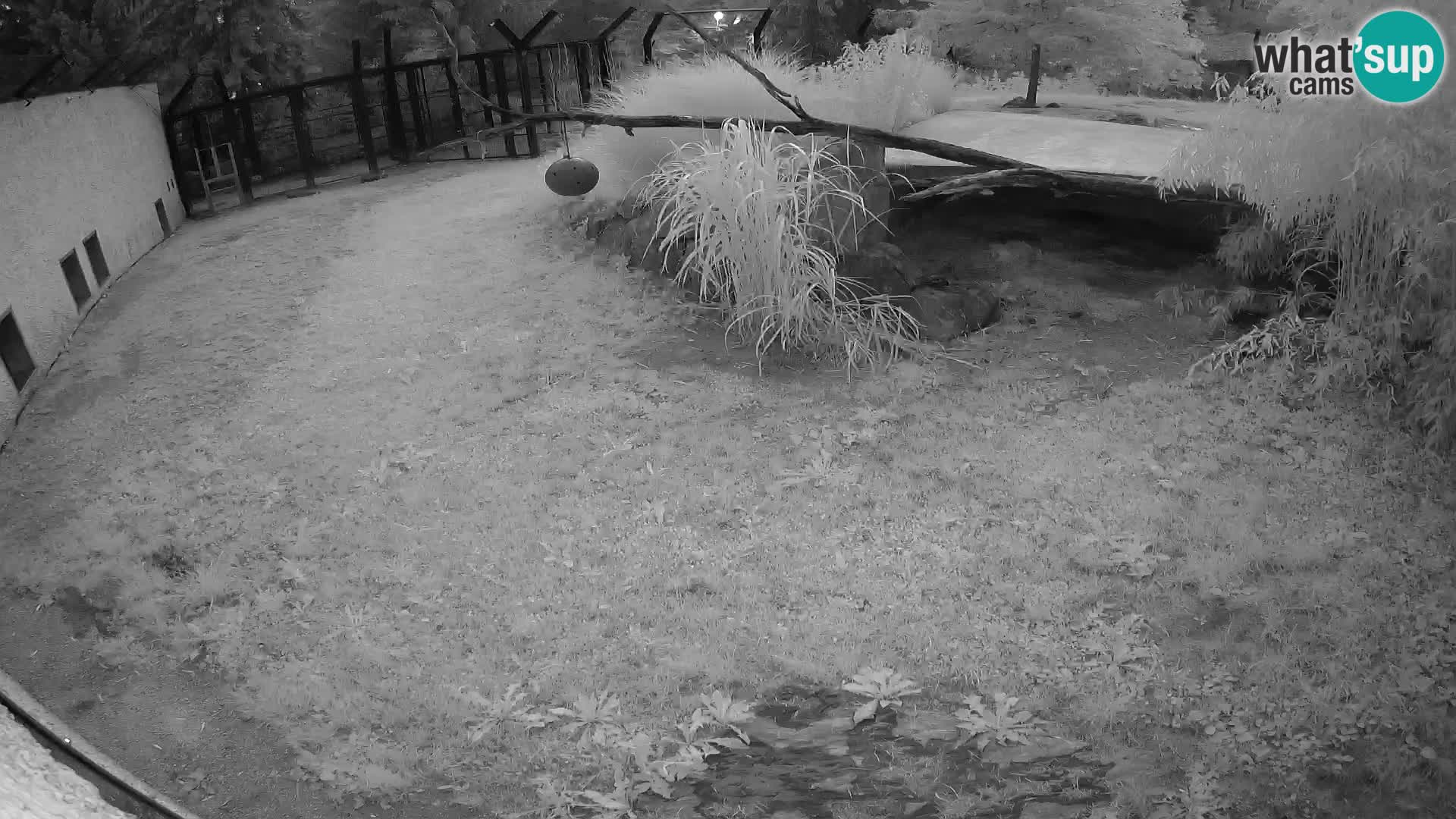 Löwe live Webcam im Zoo von Ljubljana – Slowenien