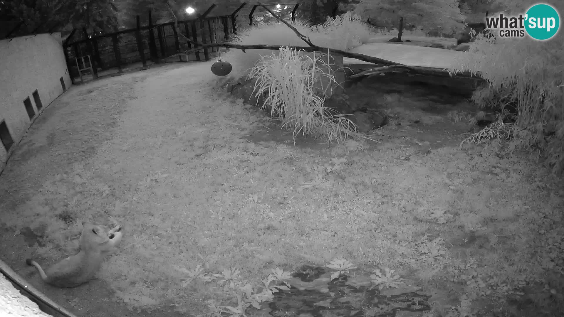 LION live Webcam in Ljubljana Zoo – Slovenia