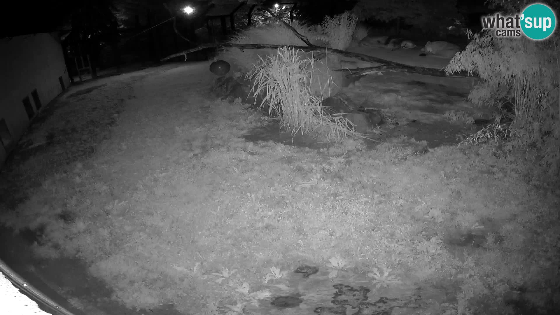 LEON Webcam en vivo en Ljubljana Zoo – Eslovenia