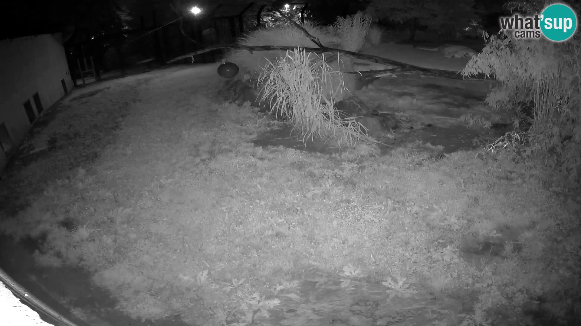LEON Webcam en vivo en Ljubljana Zoo – Eslovenia