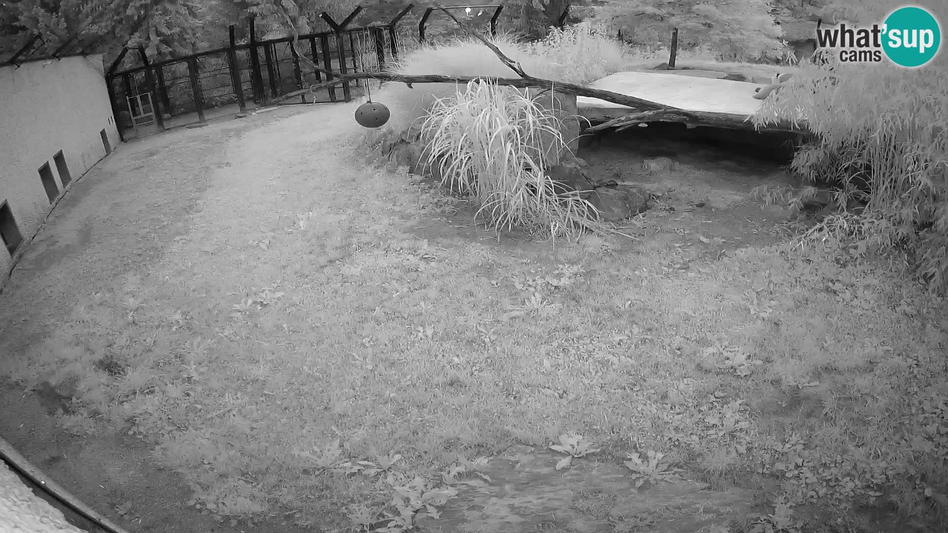 LEON Webcam en vivo en Ljubljana Zoo – Eslovenia