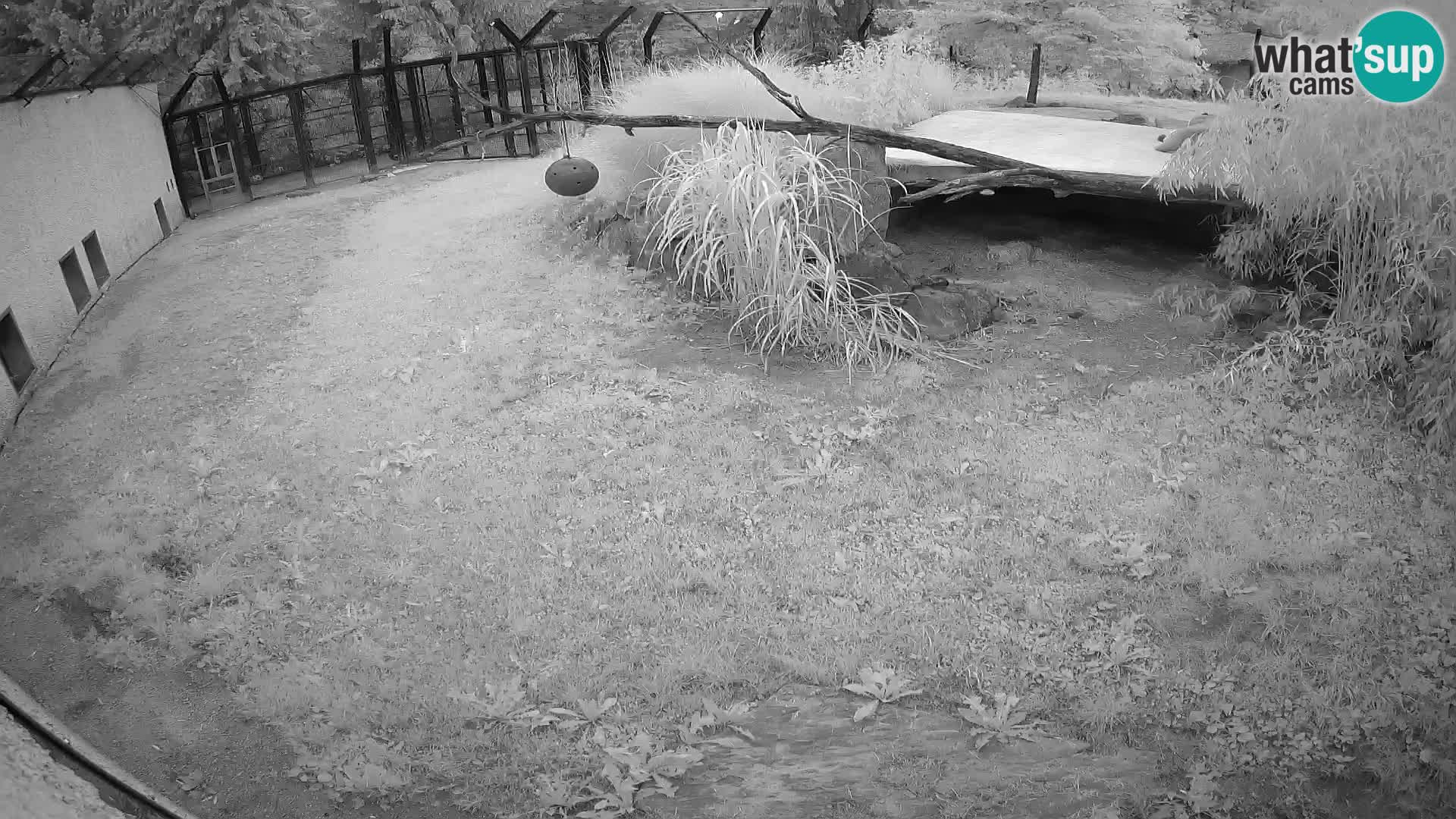 LEON Webcam en vivo en Ljubljana Zoo – Eslovenia