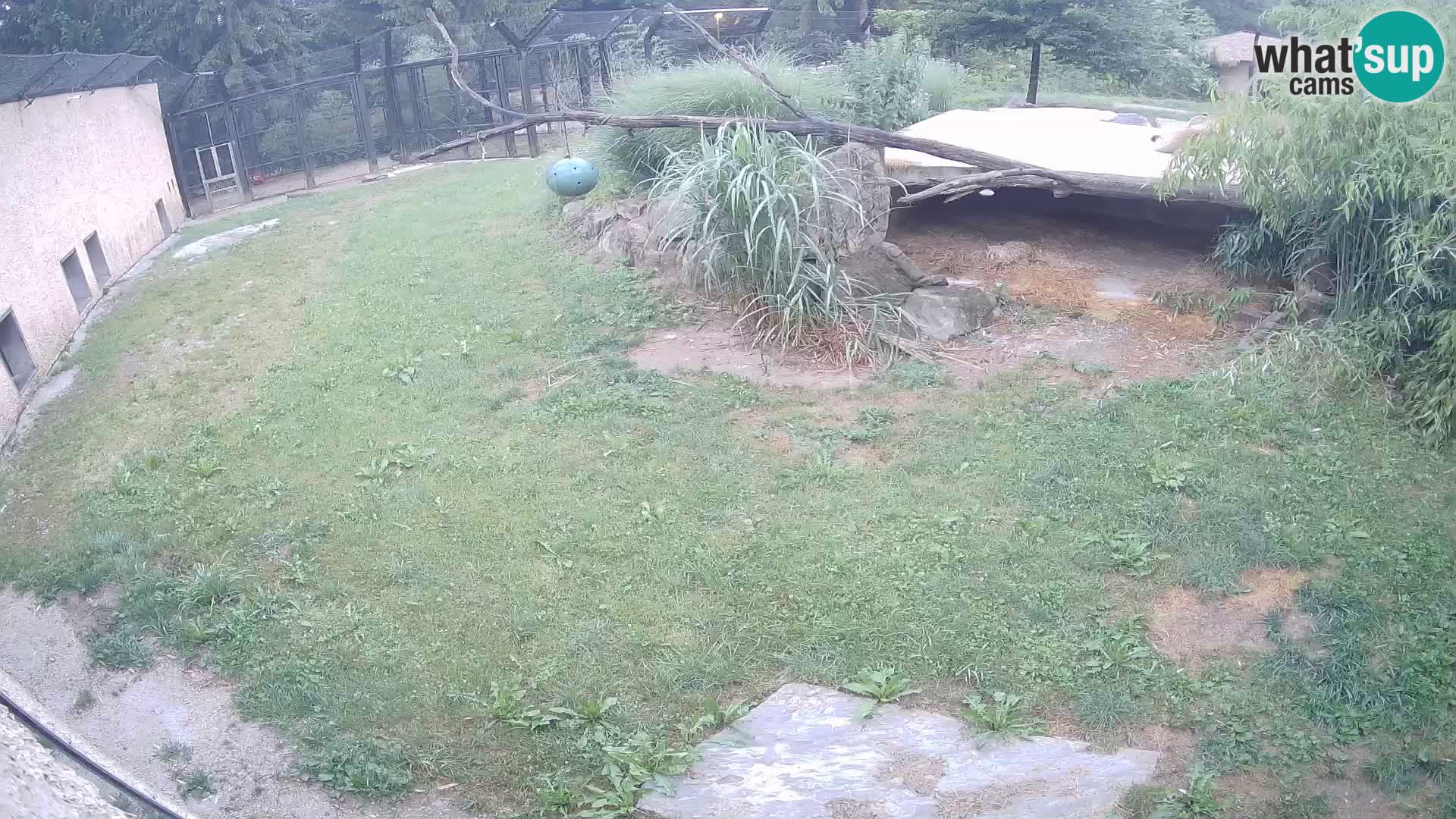 LEONE live Webcam nello zoo di Lubiana – Slovenia