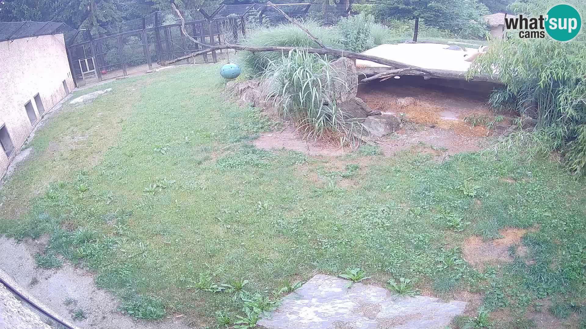 LEVI spletna kamera v živalskem vrtu Ljubljana Zoo
