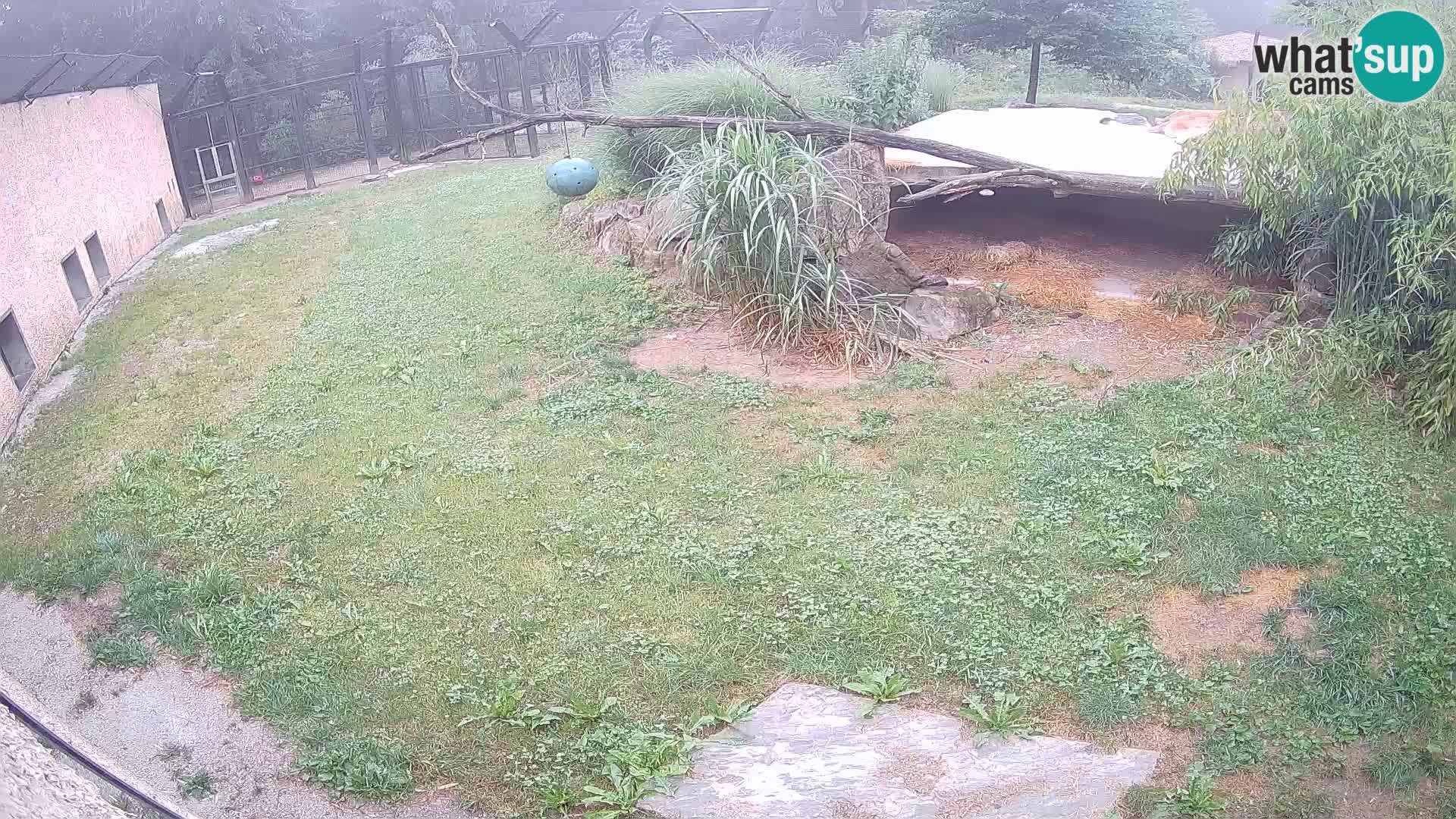 LEON Webcam en vivo en Ljubljana Zoo – Eslovenia