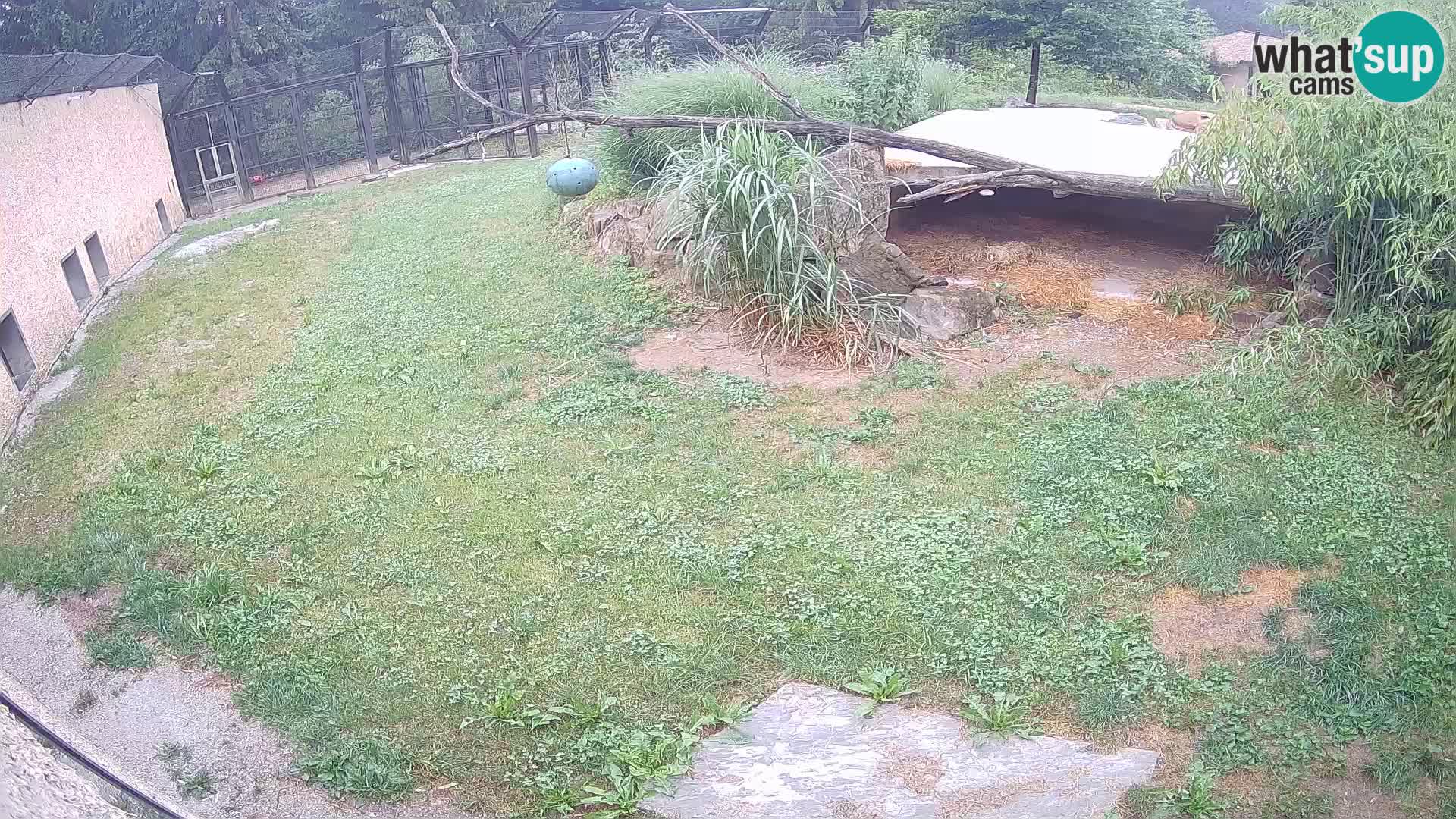 LEVI spletna kamera v živalskem vrtu Ljubljana Zoo