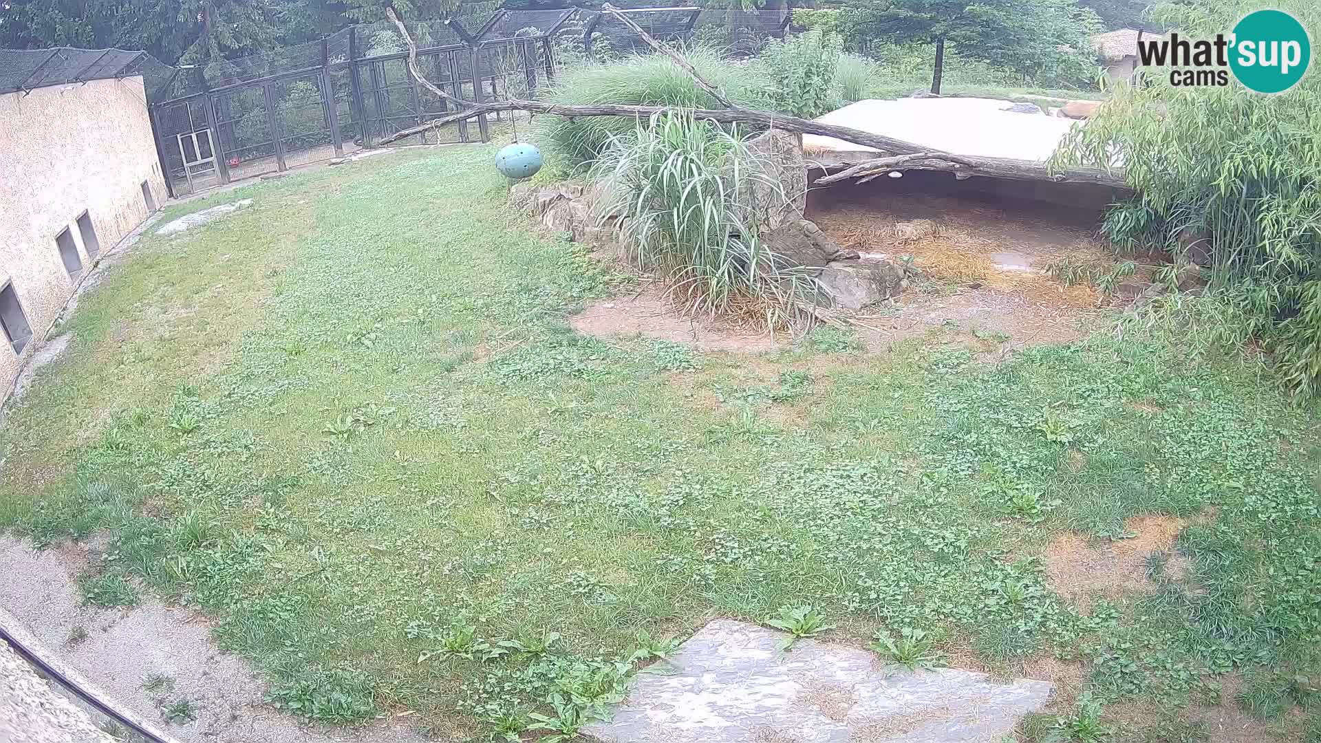 LION webcam en direct du zoo de Ljubljana – Slovénie