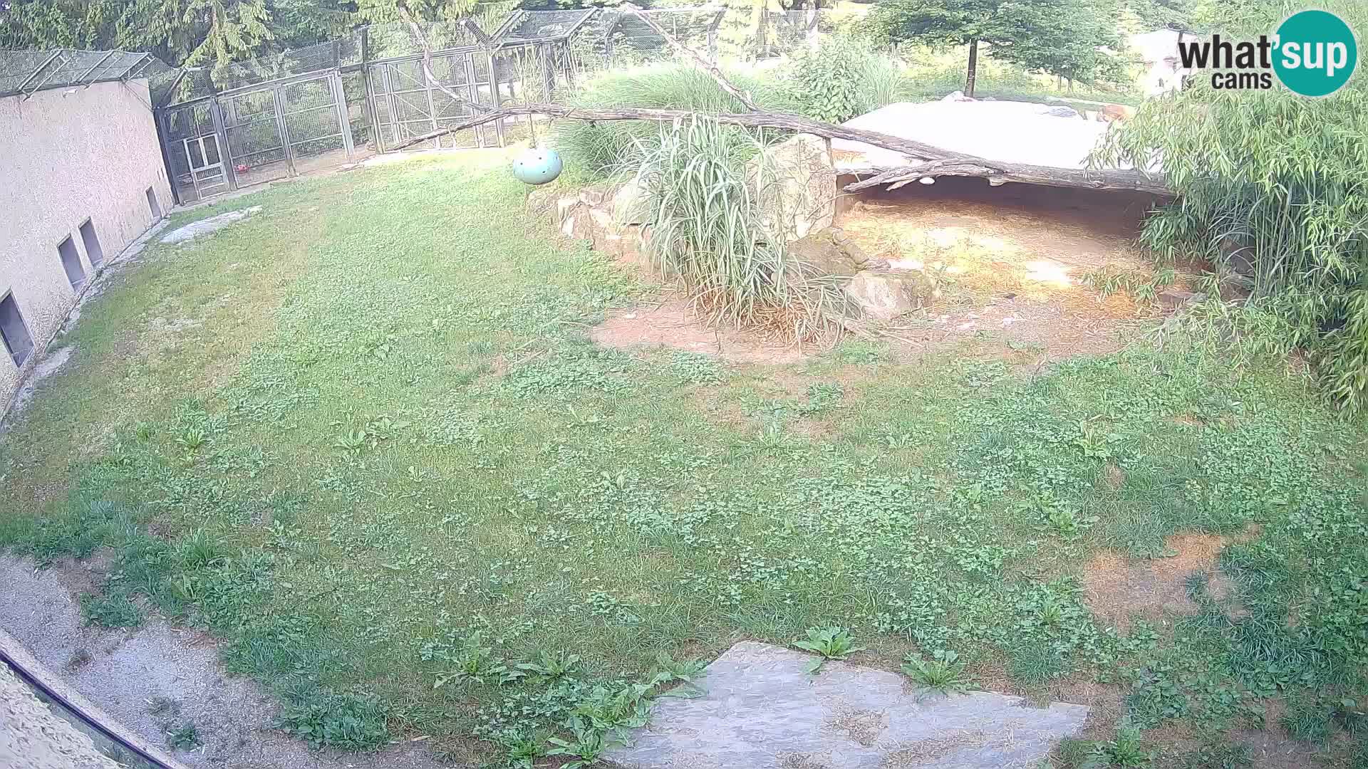 LEONE live Webcam nello zoo di Lubiana – Slovenia