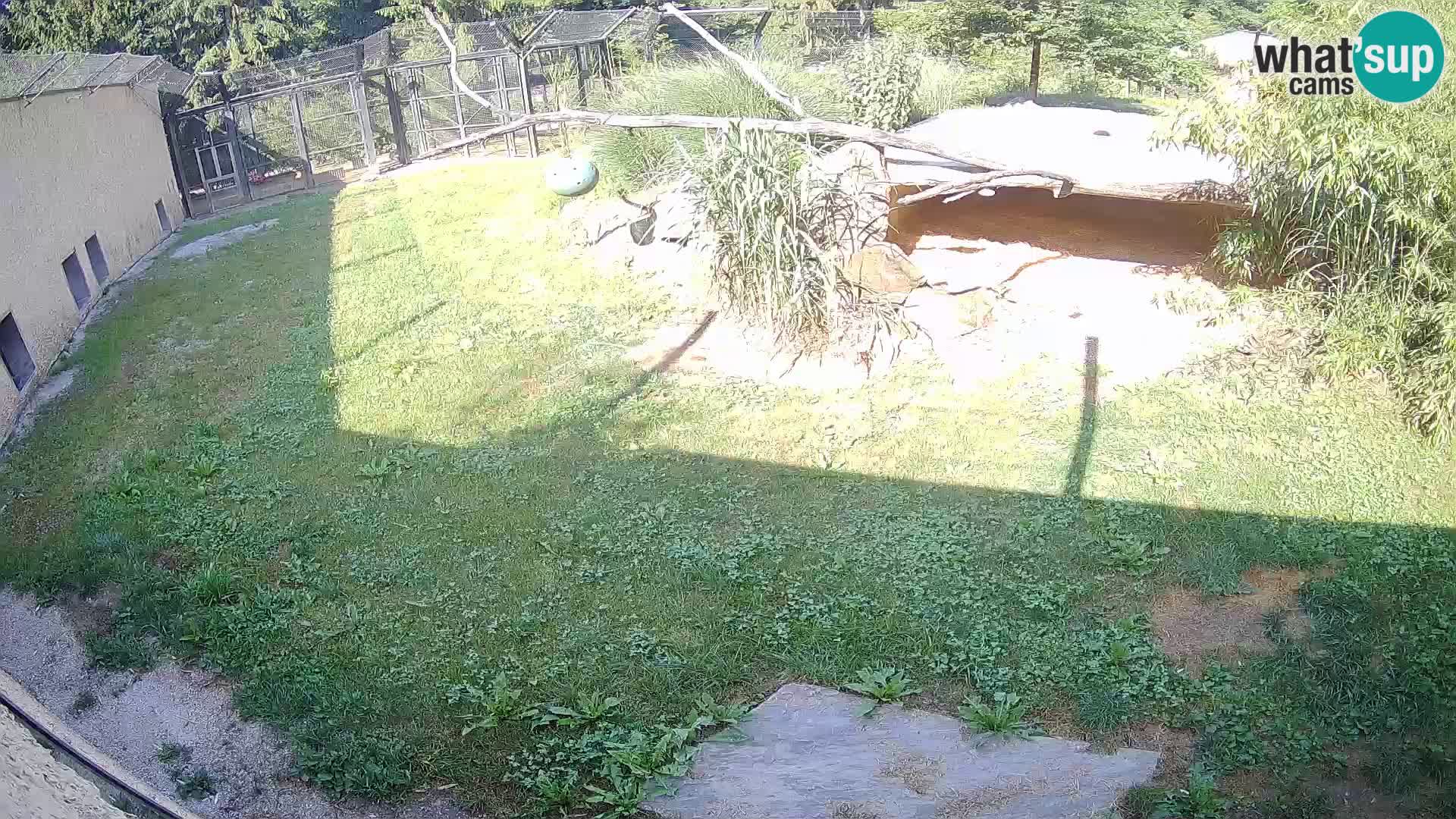 LION live Webcam in Ljubljana Zoo – Slovenia