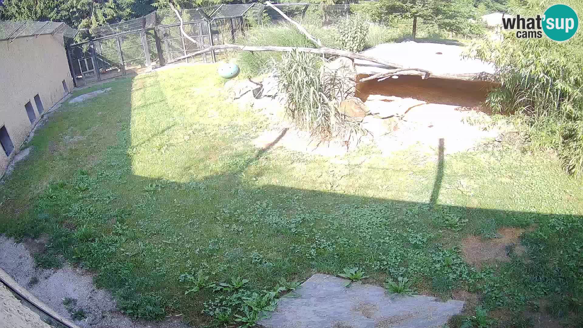 LEVI spletna kamera v živalskem vrtu Ljubljana Zoo