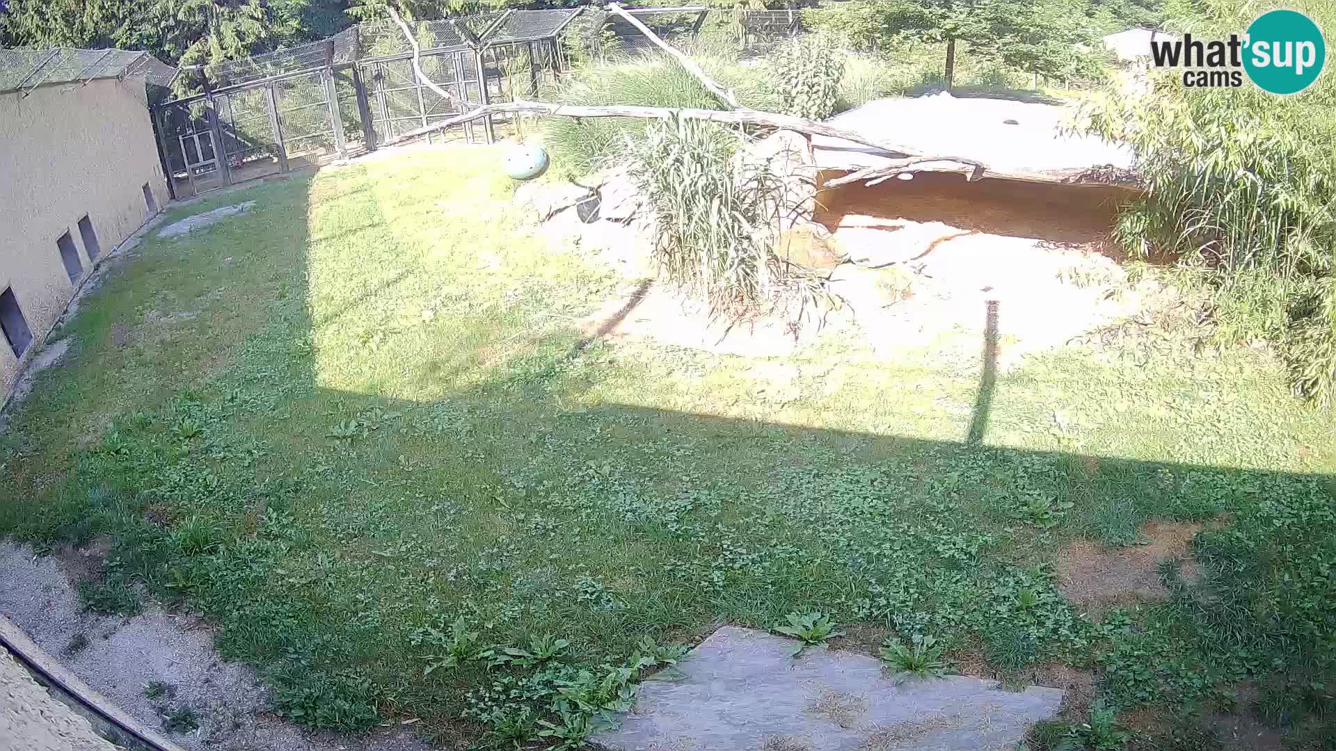 LEVI spletna kamera v živalskem vrtu Ljubljana Zoo