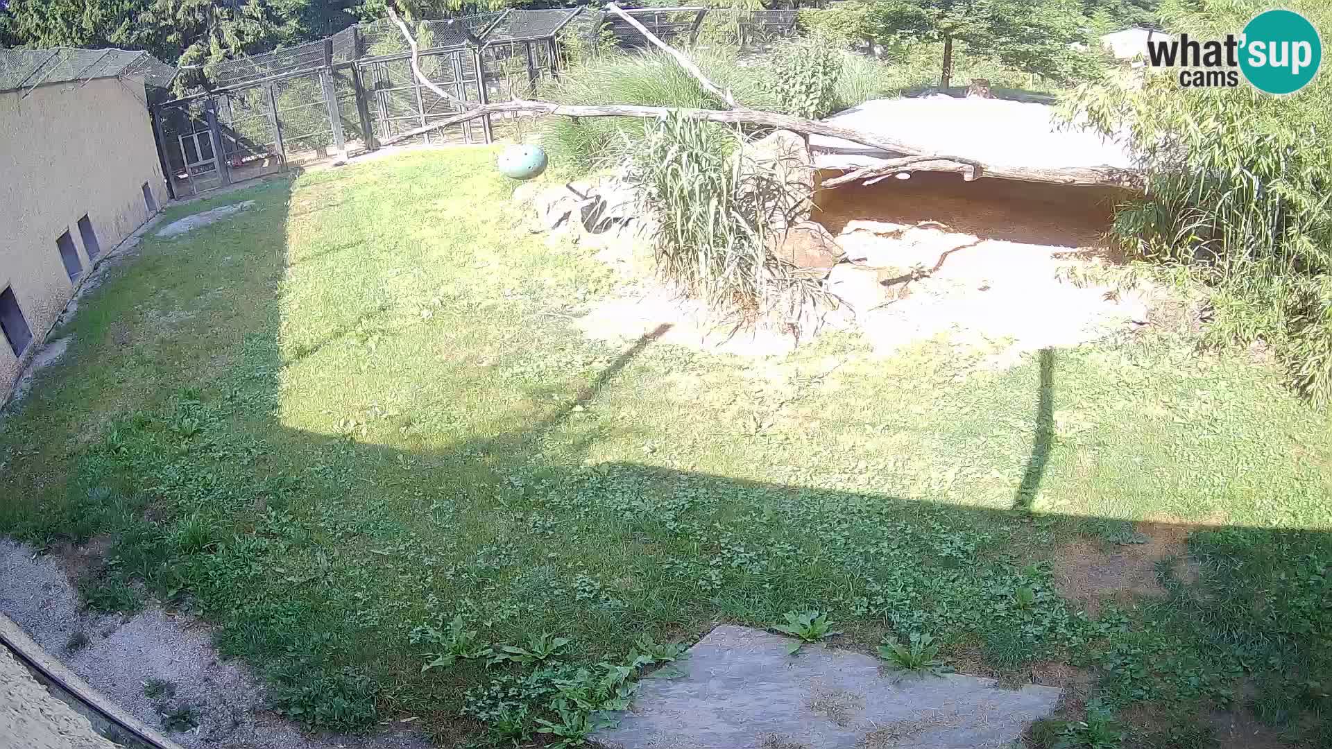 LION webcam en direct du zoo de Ljubljana – Slovénie
