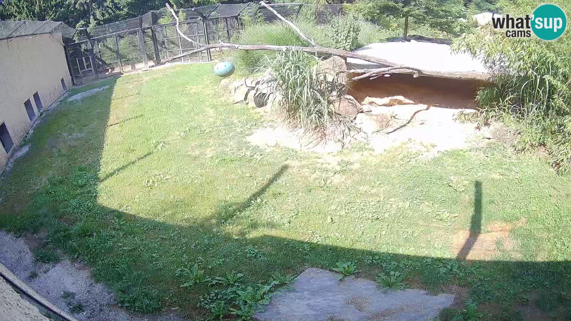 LION webcam en direct du zoo de Ljubljana – Slovénie