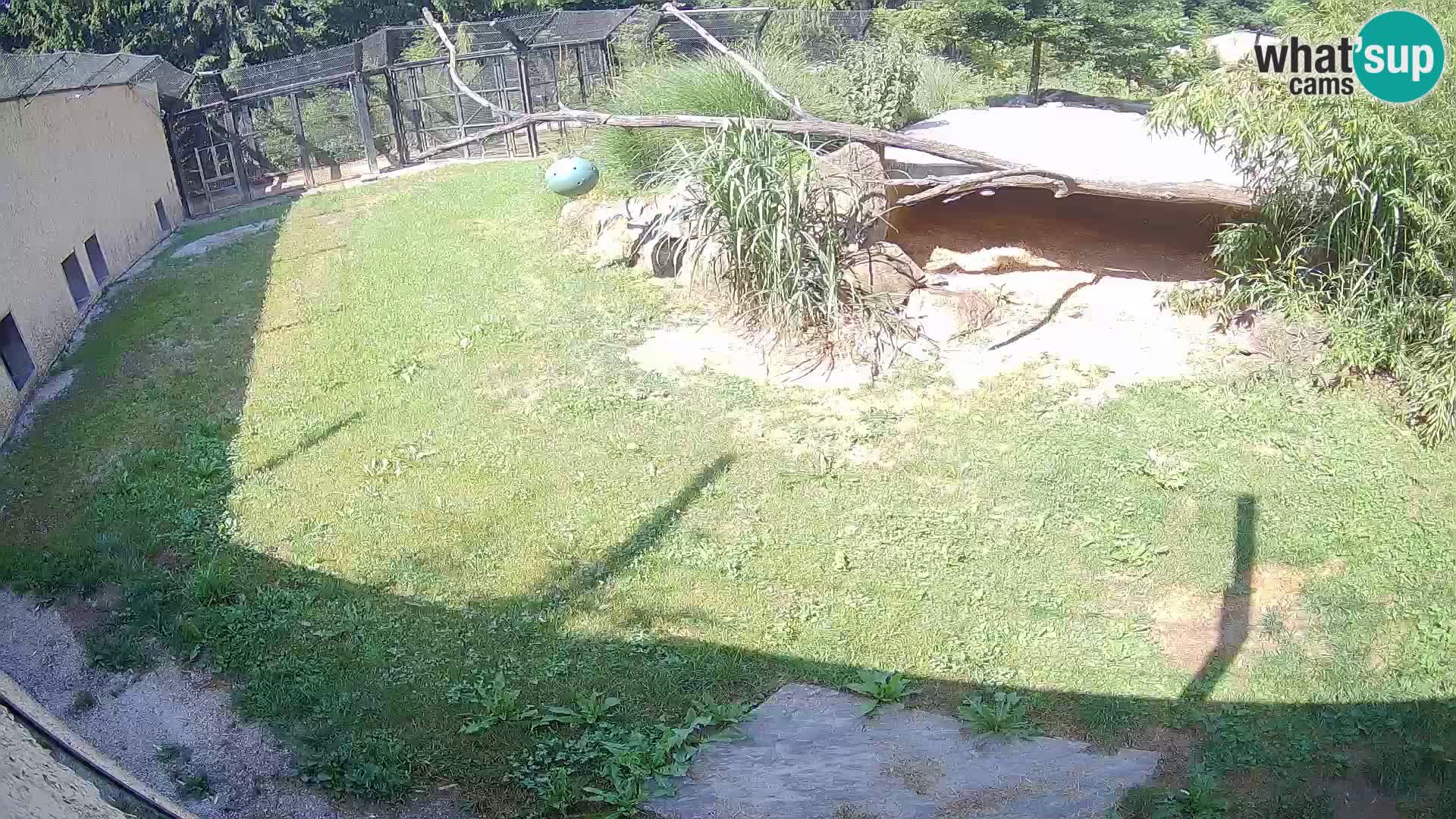 LION webcam en direct du zoo de Ljubljana – Slovénie