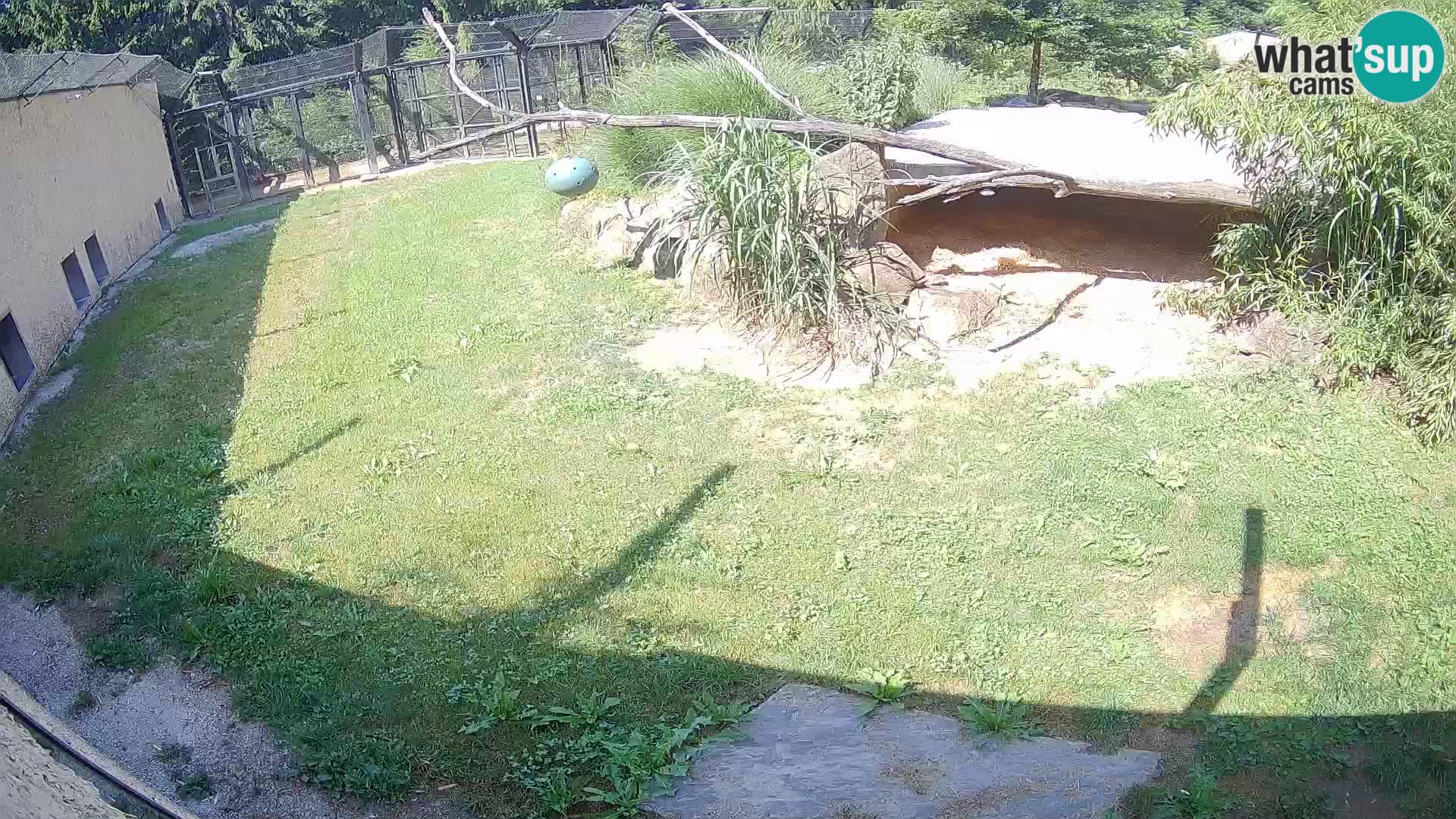 LION live Webcam in Ljubljana Zoo – Slovenia