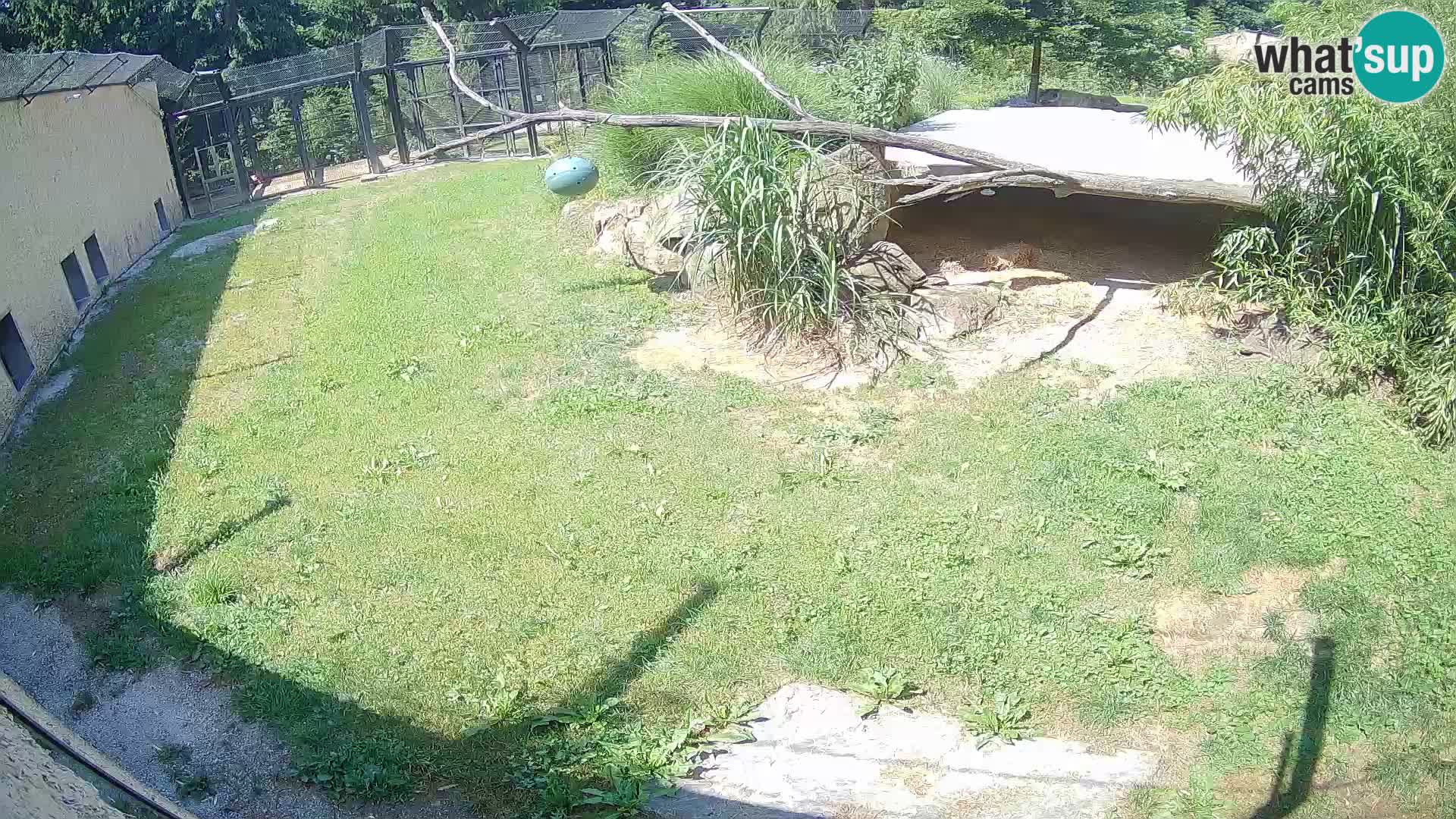 LION live Webcam in Ljubljana Zoo – Slovenia