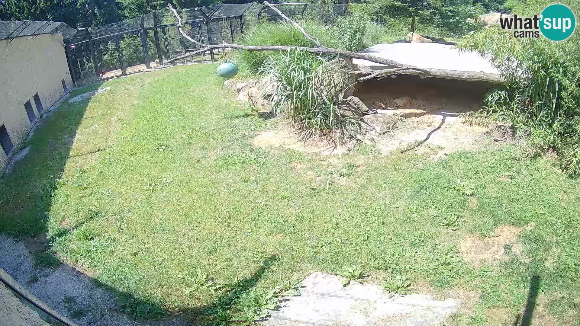LION live Webcam in Ljubljana Zoo – Slovenia