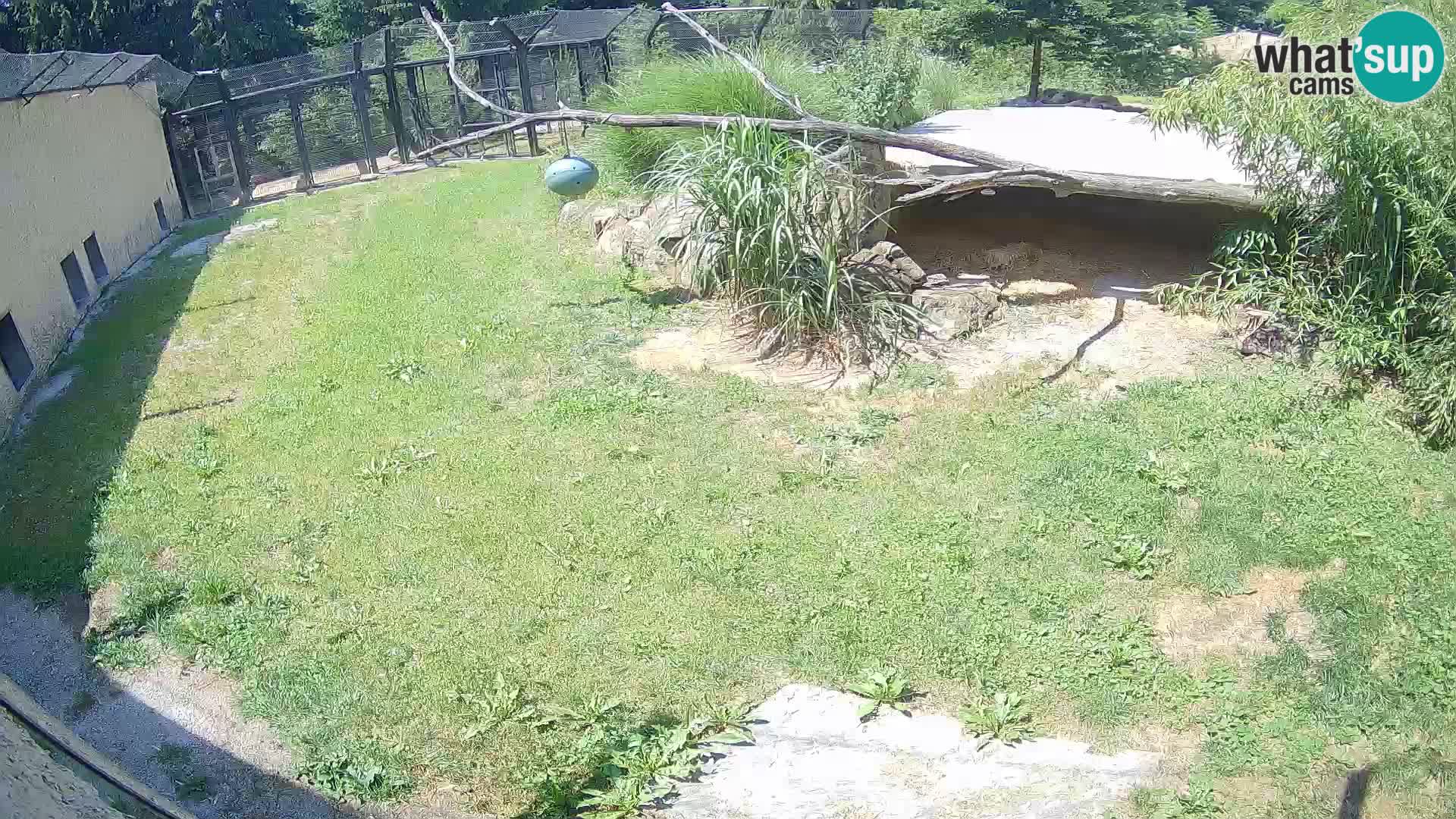 LION webcam en direct du zoo de Ljubljana – Slovénie