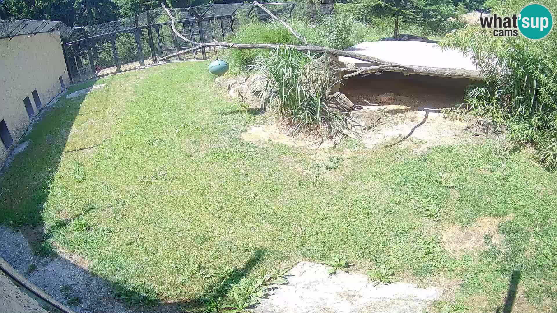 LION live Webcam in Ljubljana Zoo – Slovenia