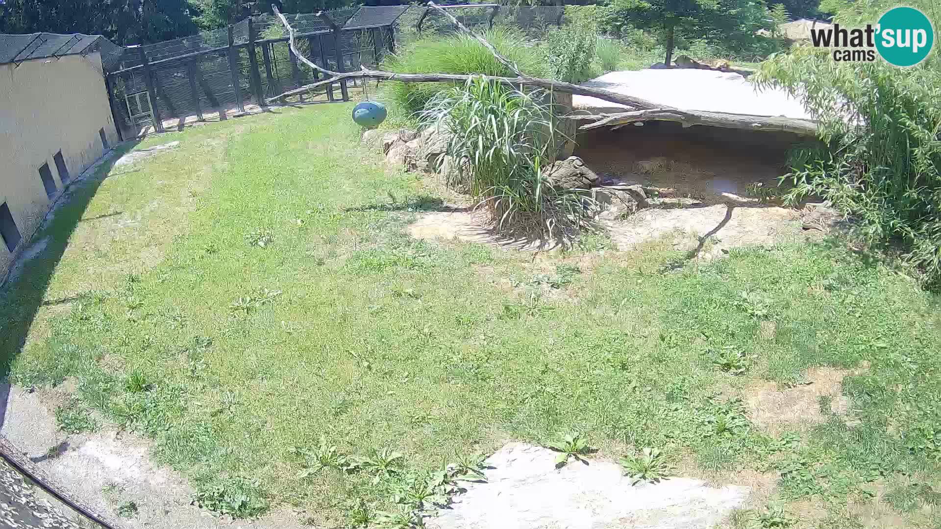 Lavovi web kamera uživo u ljubljanskom zoološkom vrtu – Slovenija