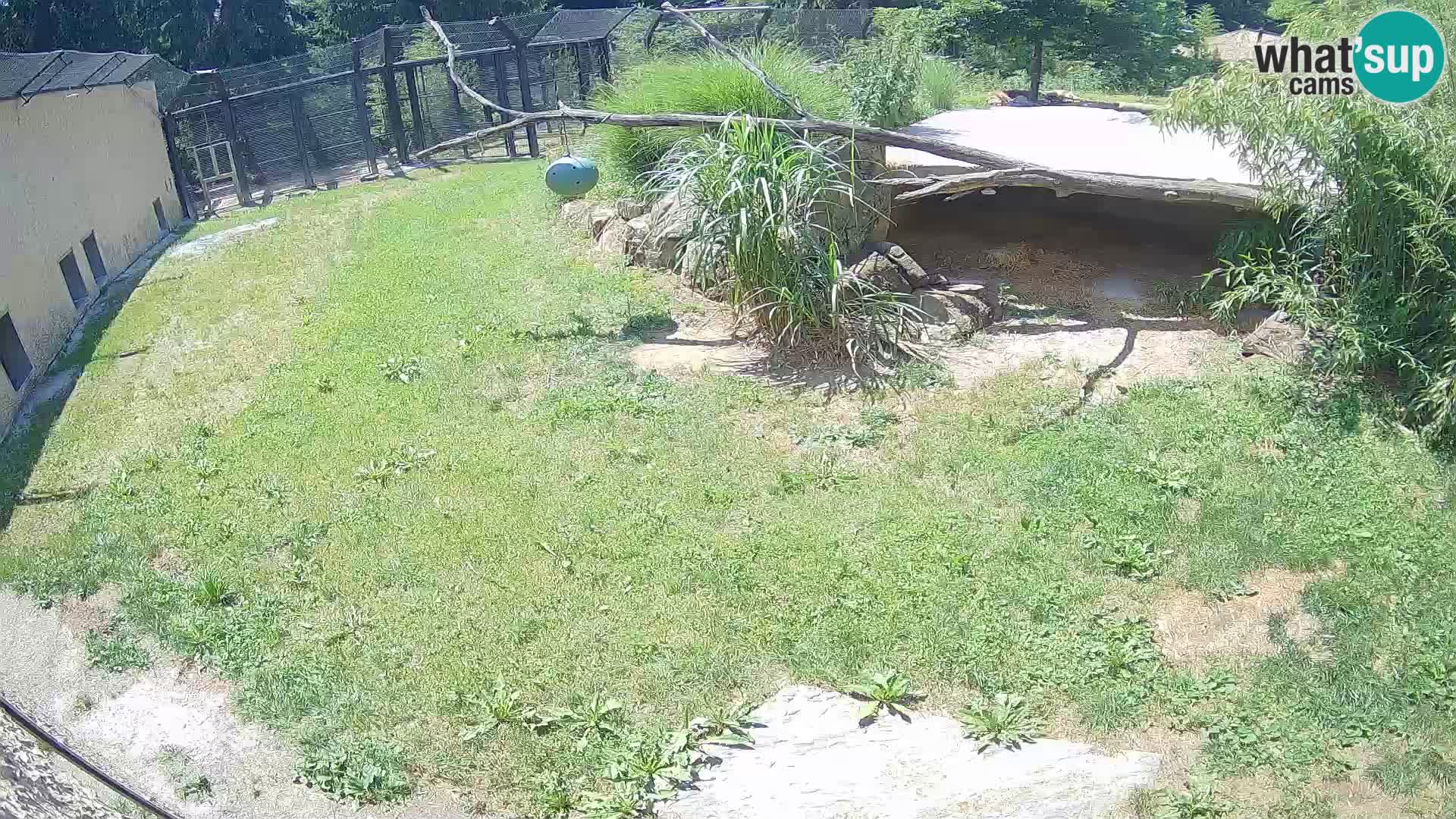 Löwe live Webcam im Zoo von Ljubljana – Slowenien