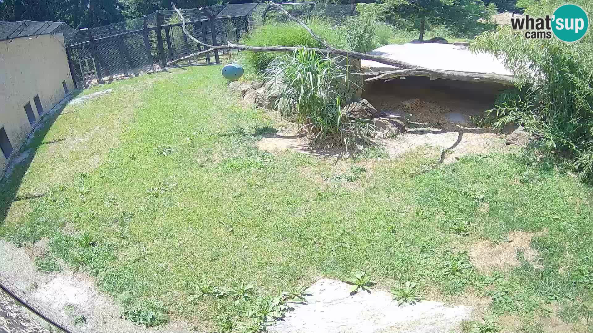 LION webcam en direct du zoo de Ljubljana – Slovénie