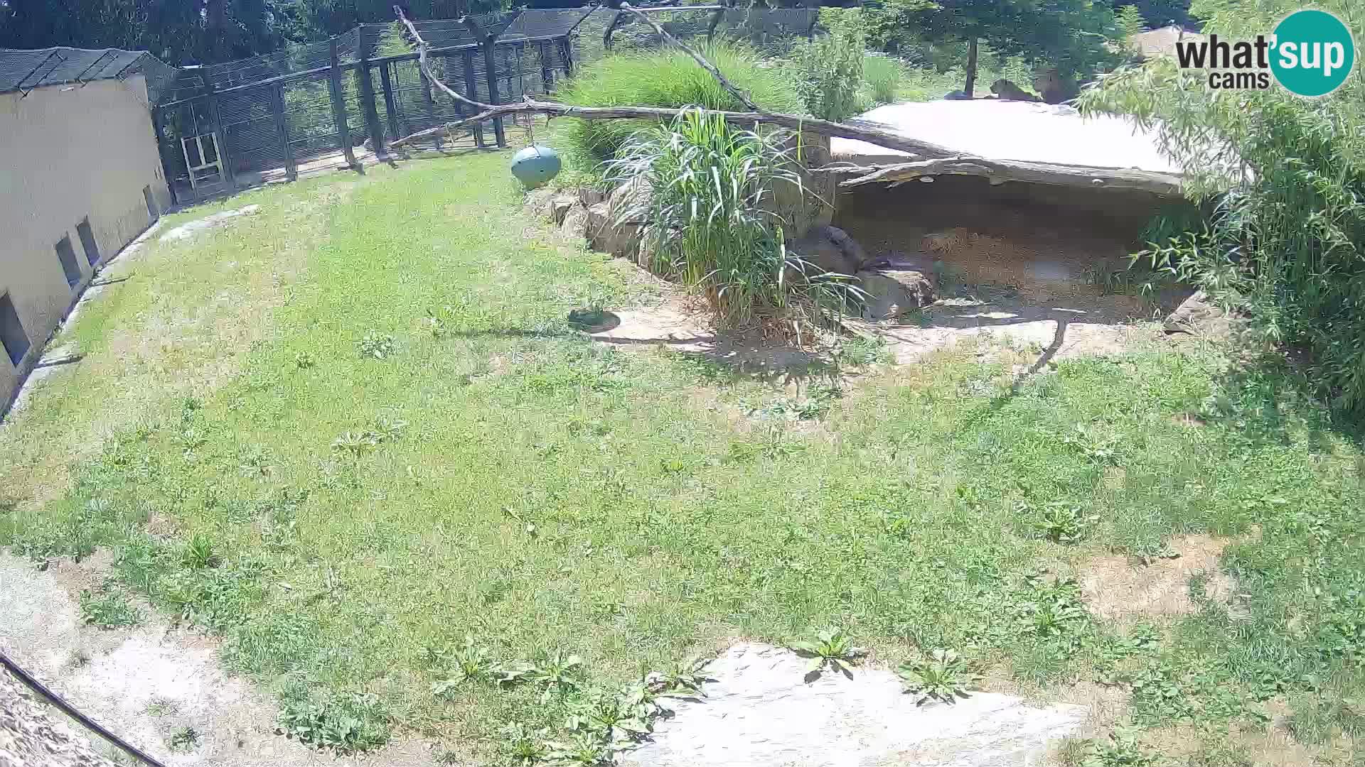 LION live Webcam in Ljubljana Zoo – Slovenia