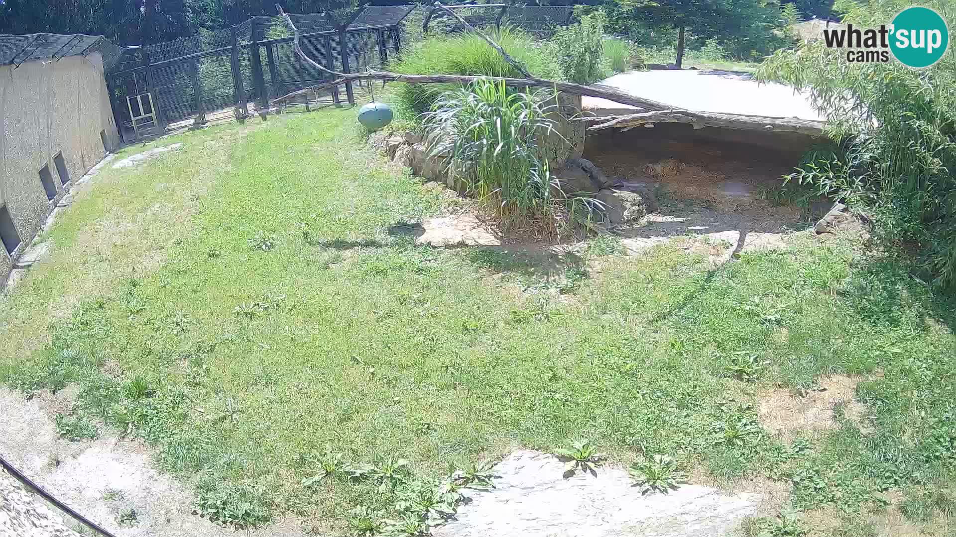 LION webcam en direct du zoo de Ljubljana – Slovénie