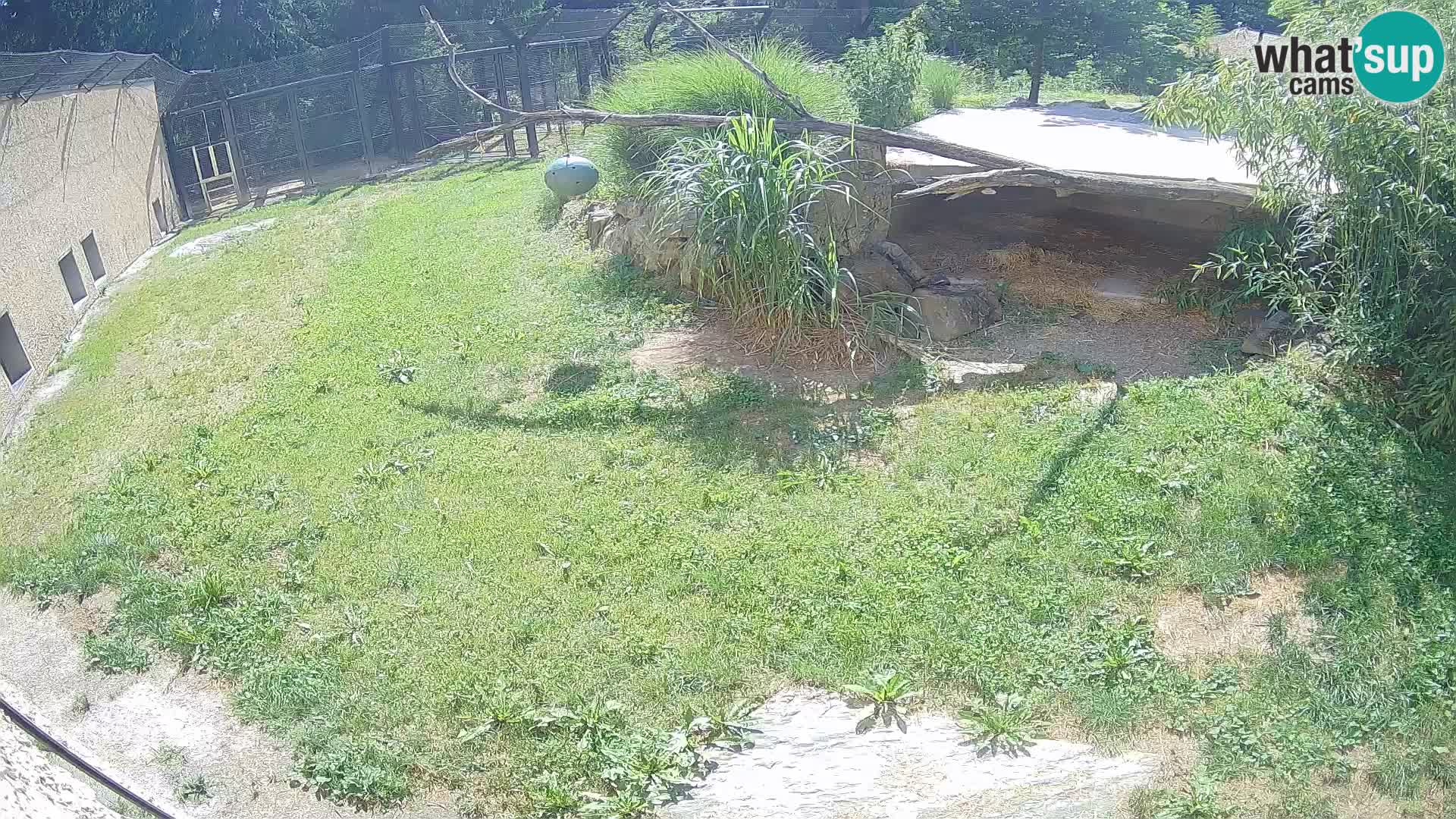 LION live Webcam in Ljubljana Zoo – Slovenia