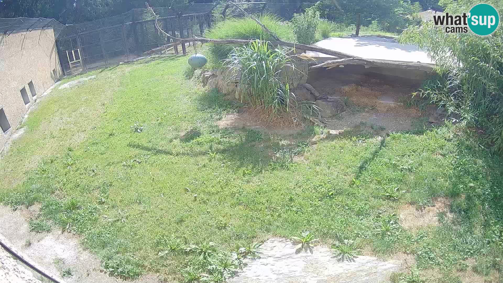 LION webcam en direct du zoo de Ljubljana – Slovénie