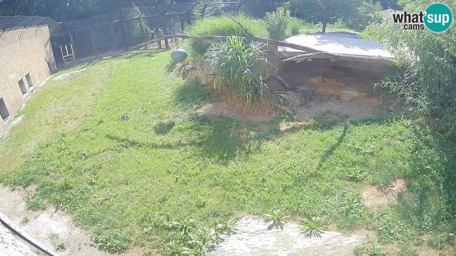 LION live Webcam in Ljubljana Zoo – Slovenia