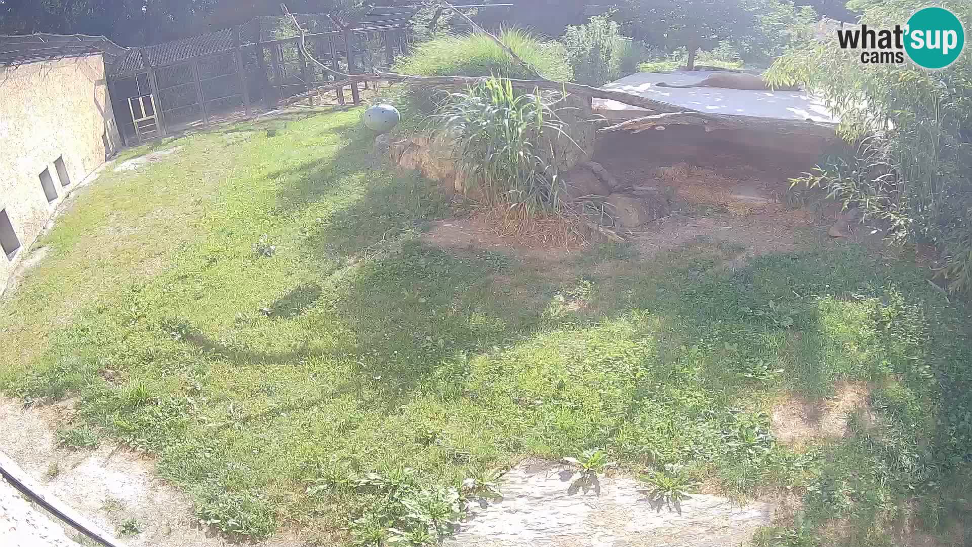 LION live Webcam in Ljubljana Zoo – Slovenia