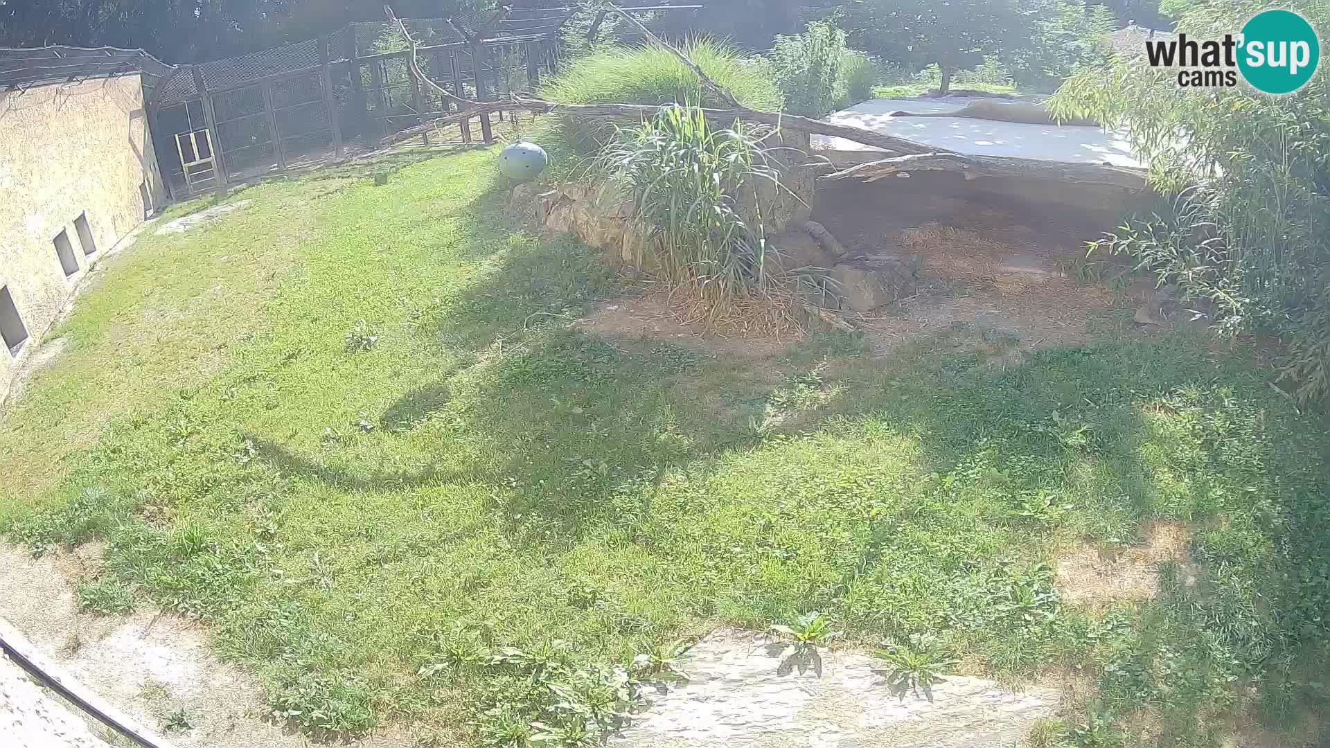 LION live Webcam in Ljubljana Zoo – Slovenia