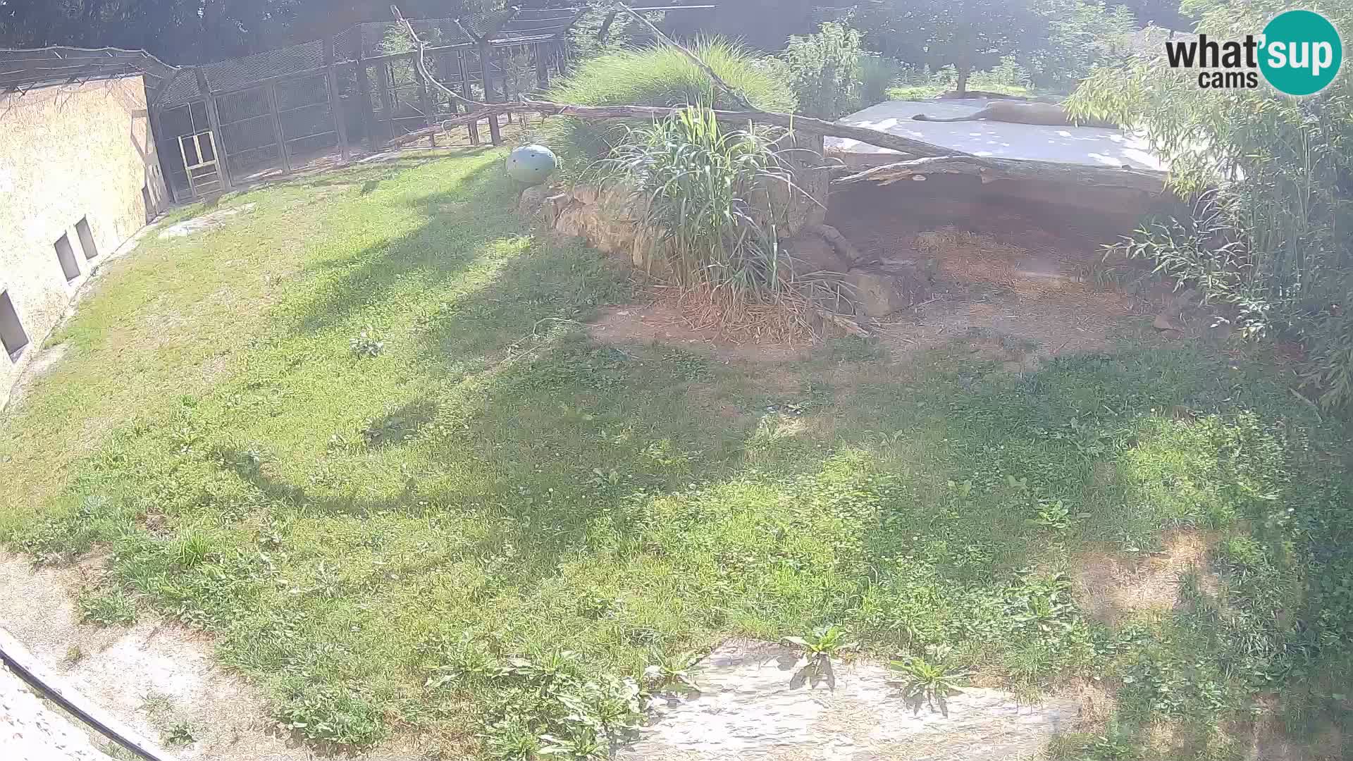 LEONE live Webcam nello zoo di Lubiana – Slovenia