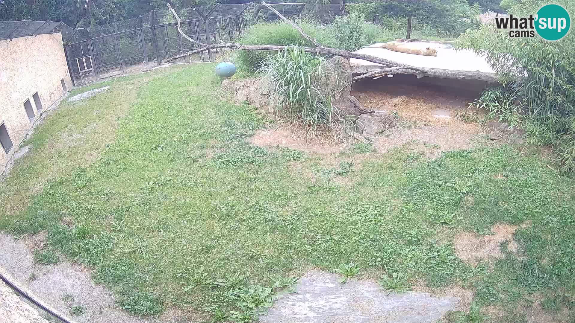 Lavovi web kamera uživo u ljubljanskom zoološkom vrtu – Slovenija